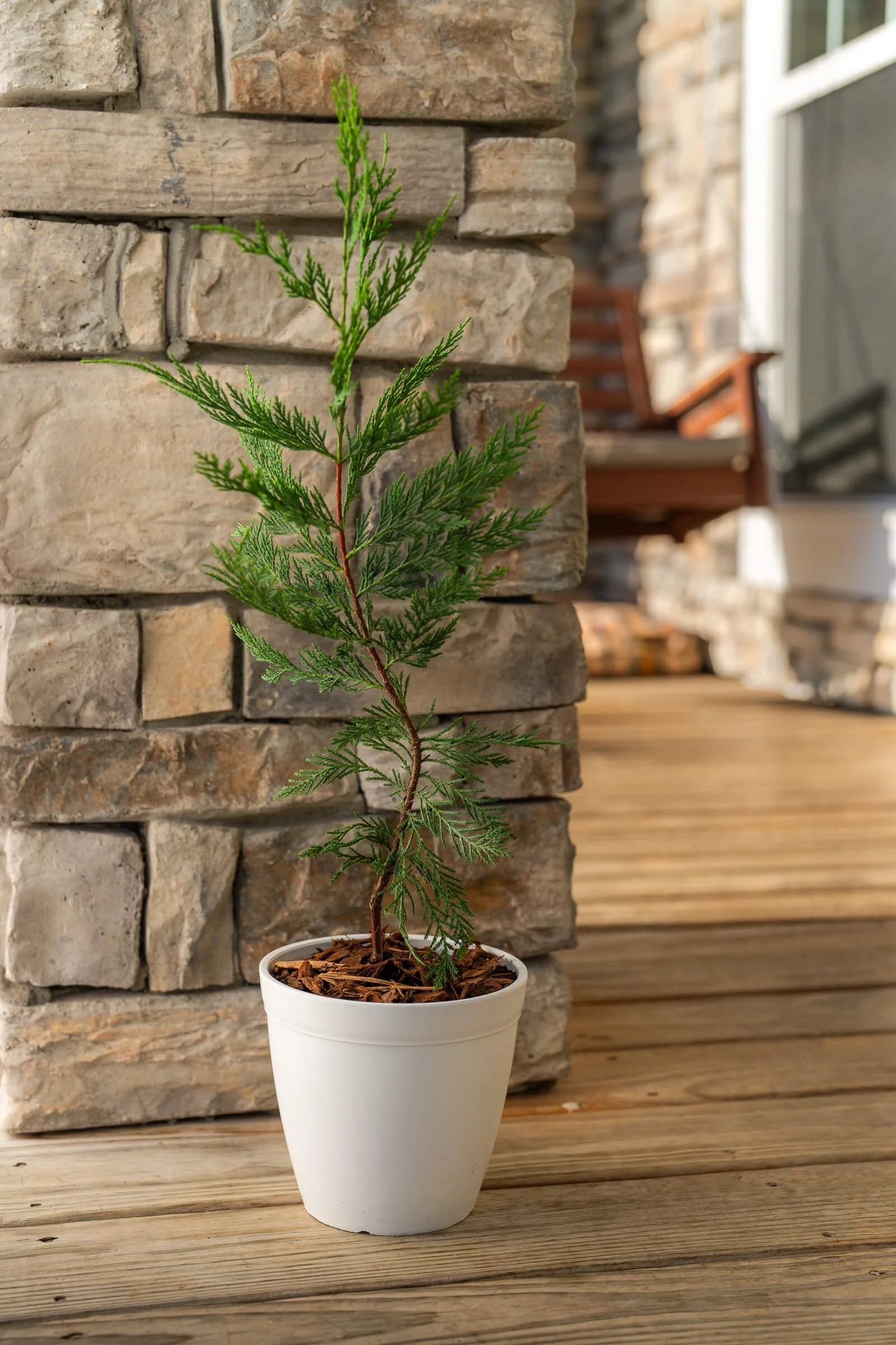 housewarming gift tree medium sapling in white pot