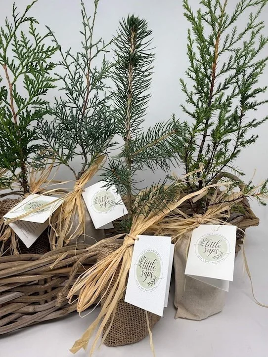 Small potted evergreen branches tied with raffia, placed inside a rustic wooden box on a dark wooden surface.