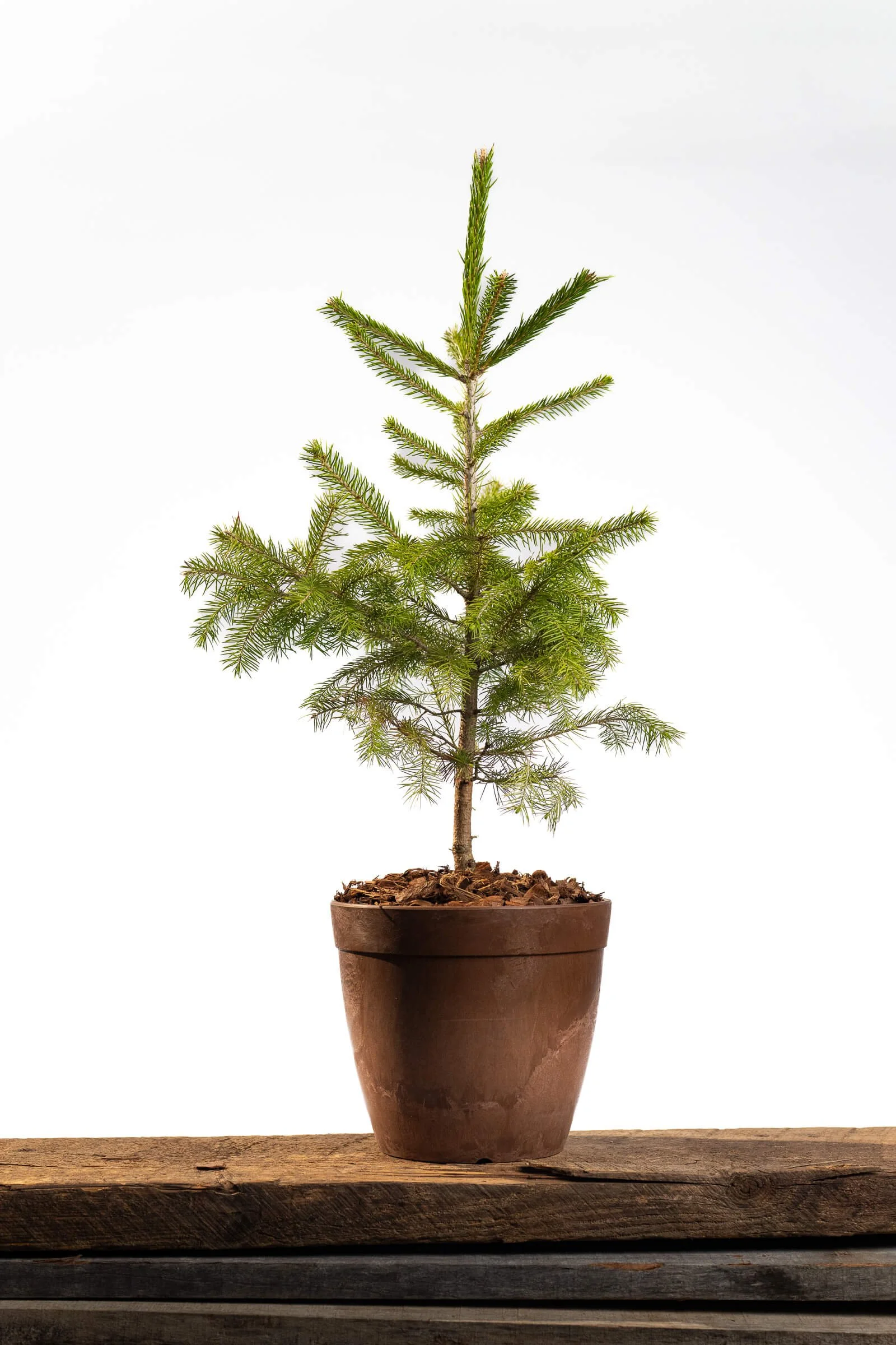 Small potted evergreen tree on a brick wall, with pink flowering bush and green trees in the background.