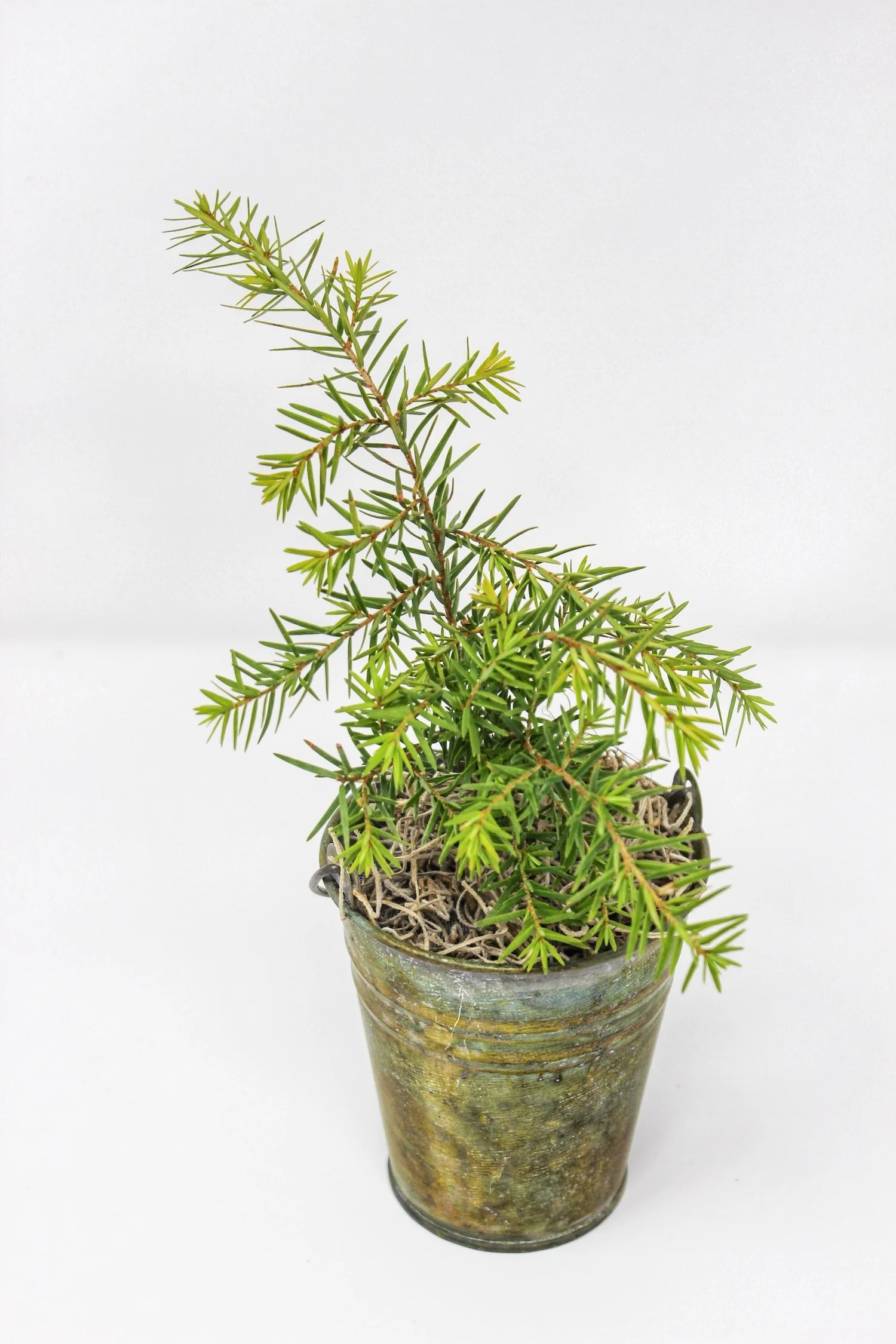 Canadian Hemlock gift tree inside a decorative metal bucket