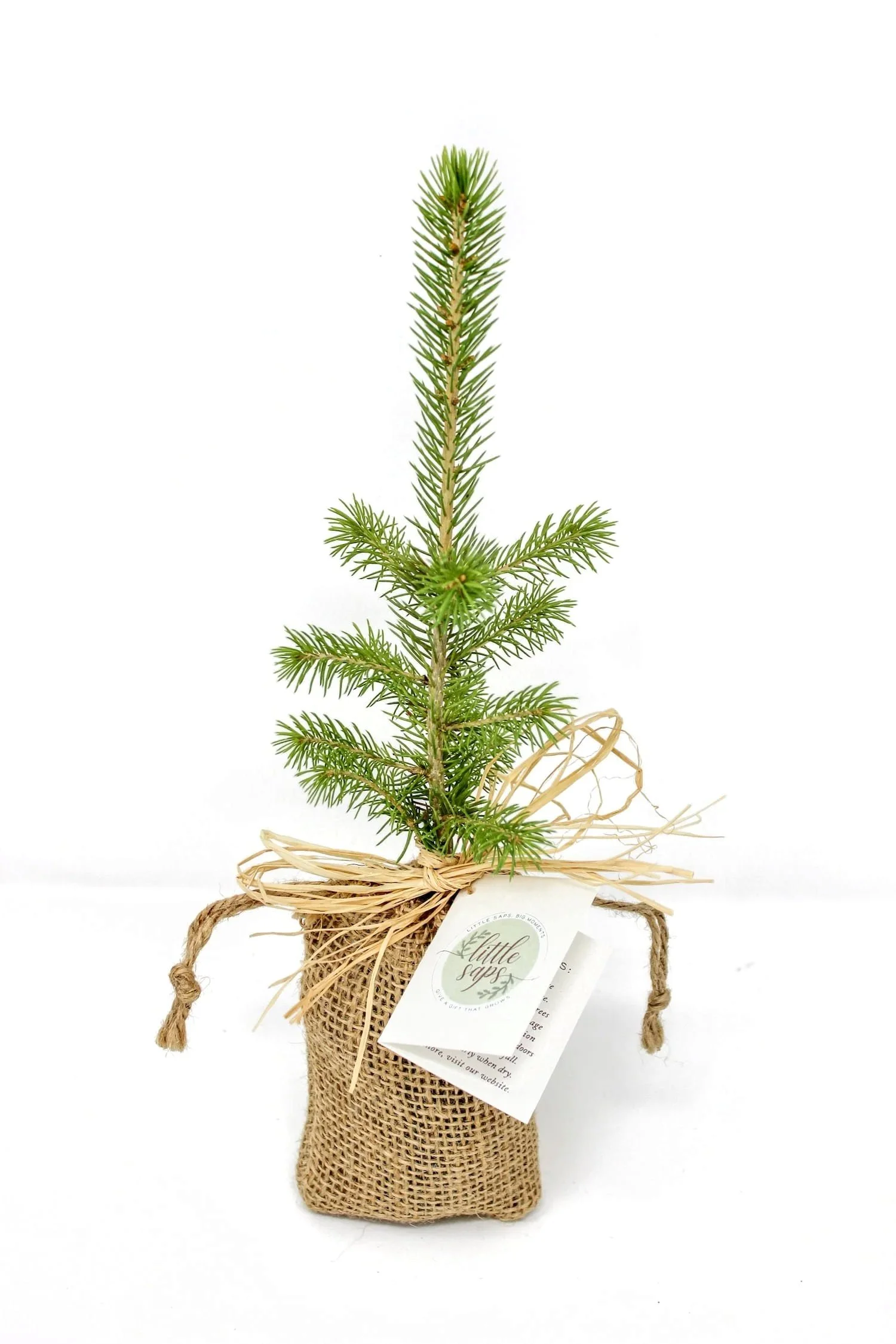 Small Sapling in Burlap Bag