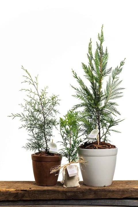 An assortment of Little Saps gift trees - small, medium and large
