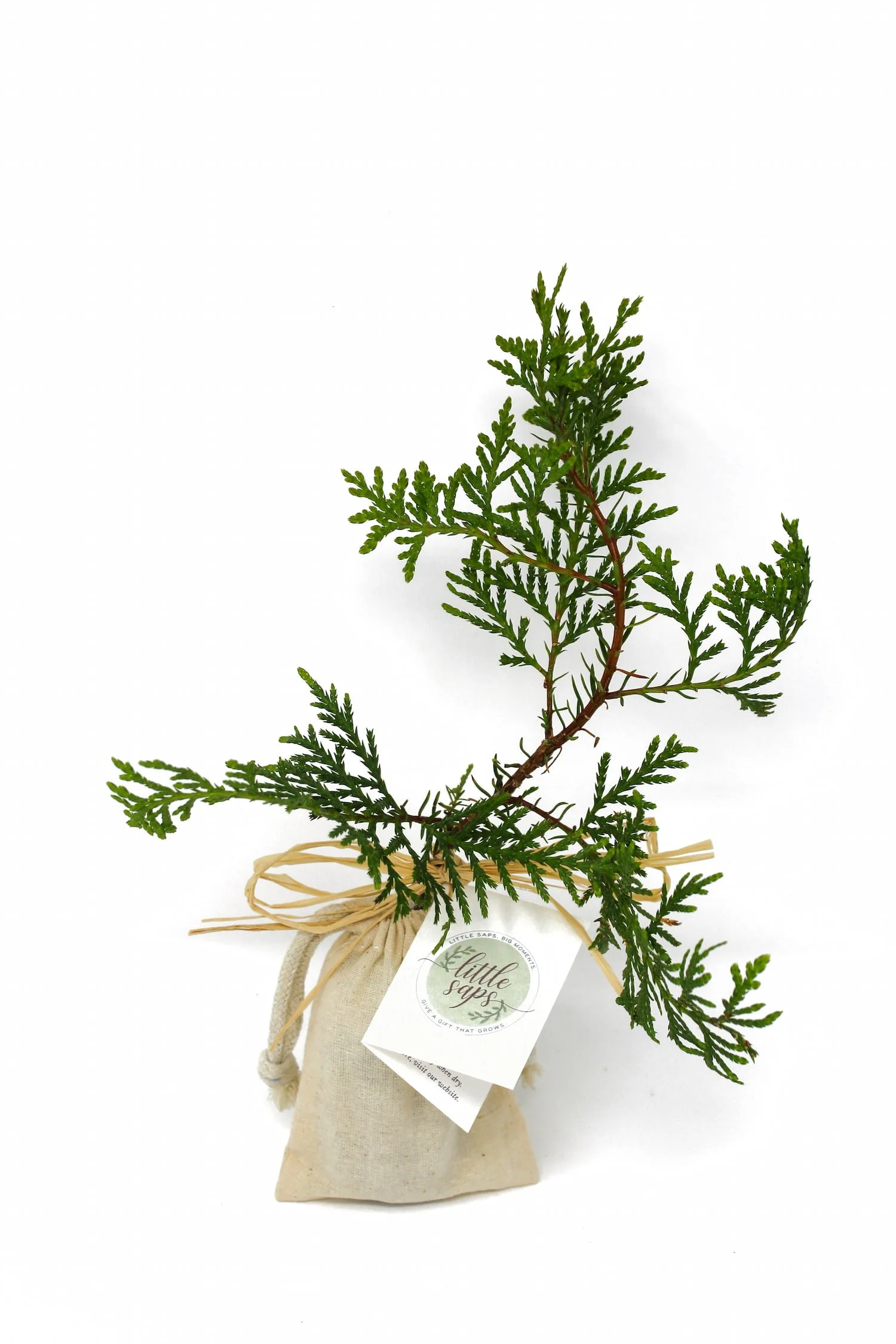 Small Sapling in Linen Bag