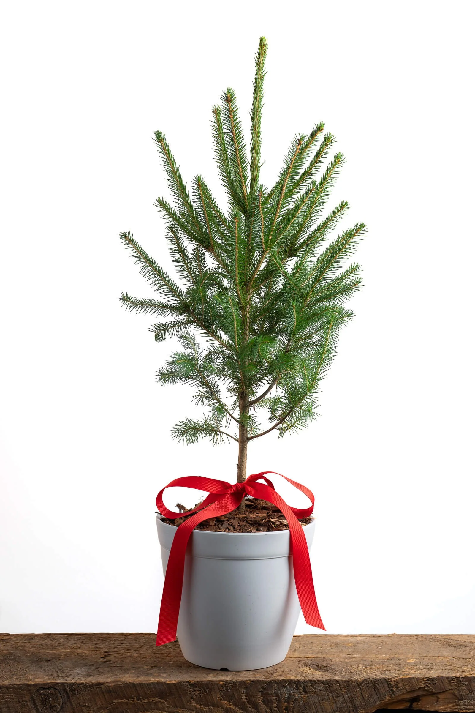 front-porch-christmas-trees-little-saps-large-holiday-sapling.jpeg