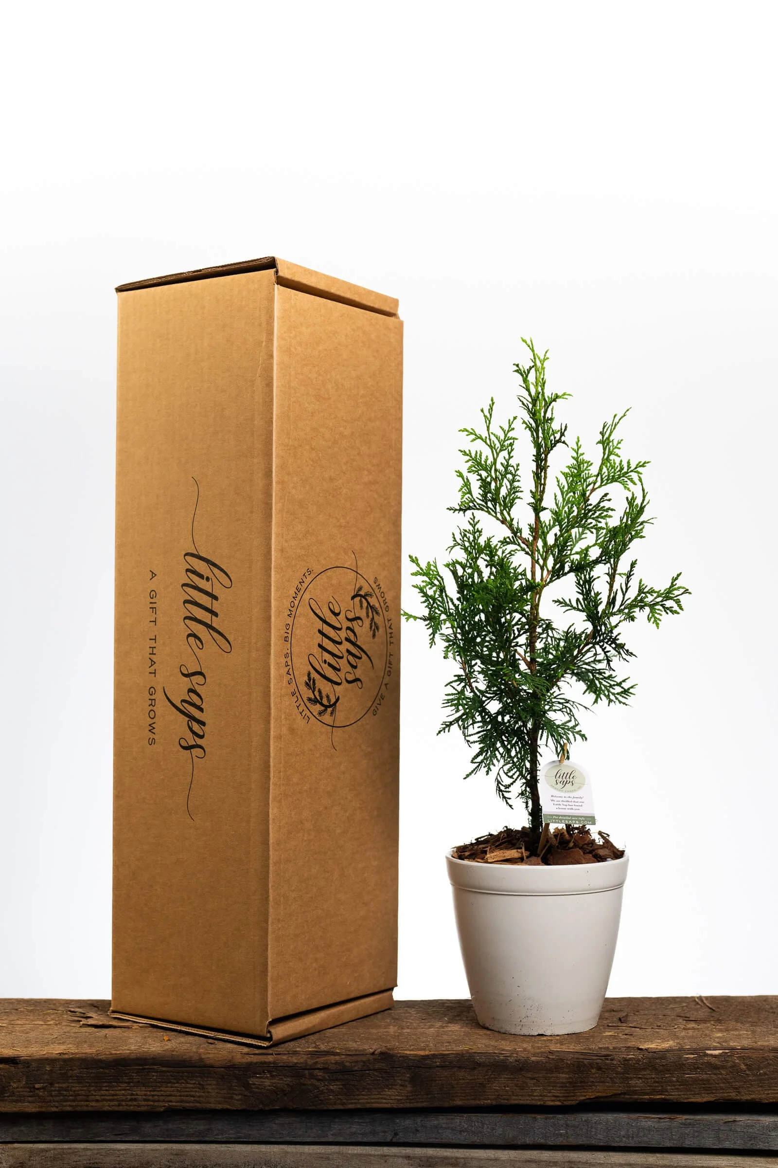medium-little-sap-in-white-pot-with-shipping-box.jpg