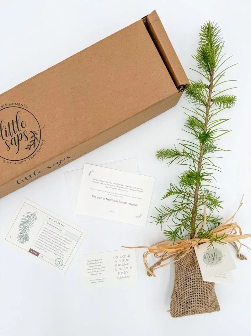 Little Saps gift tree seedlings for corporate gifts