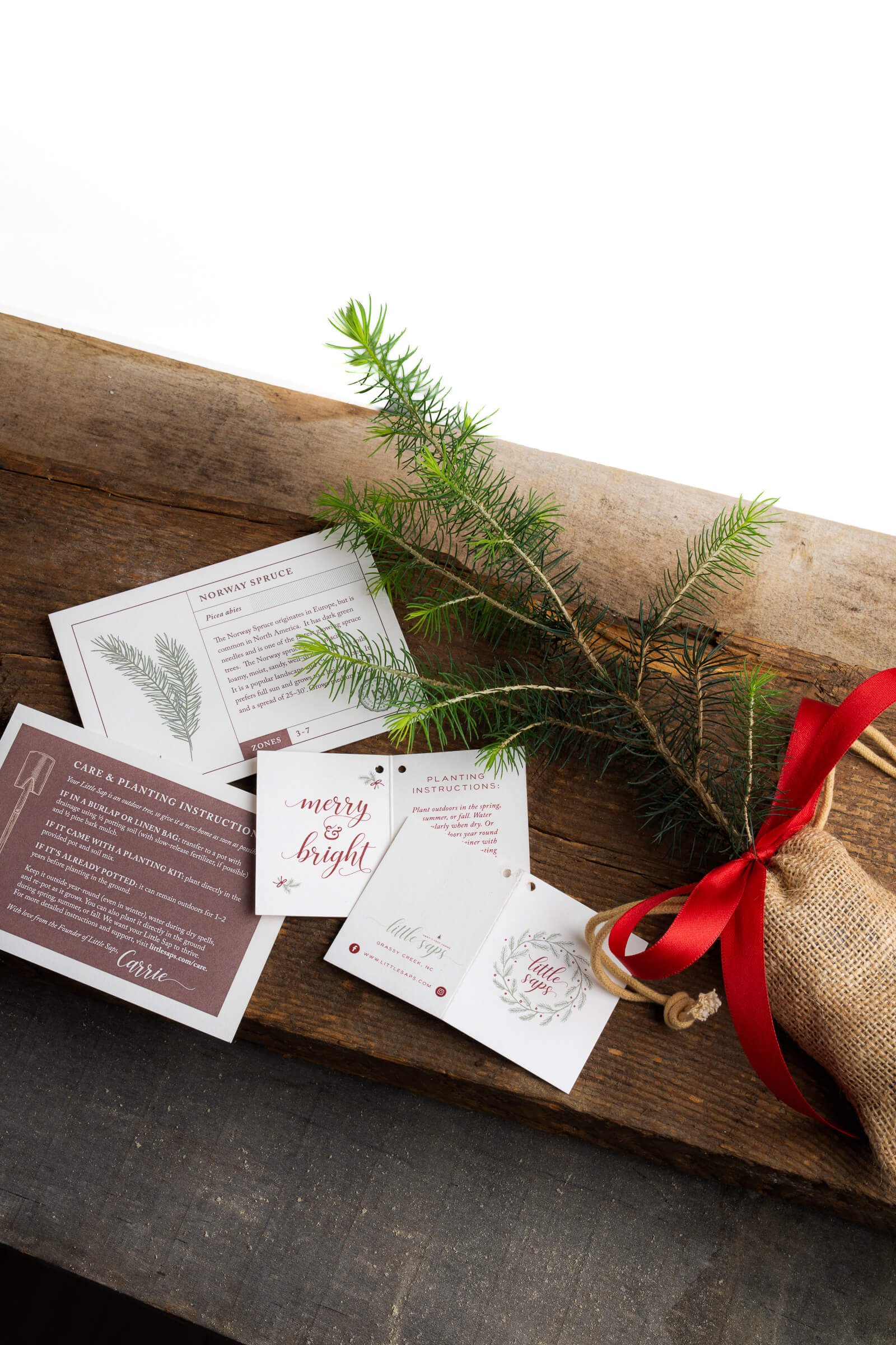 real-mini-christmas-tree-small-holiday-gift-tree-what-comes-n-the-box.jpeg (Copy)