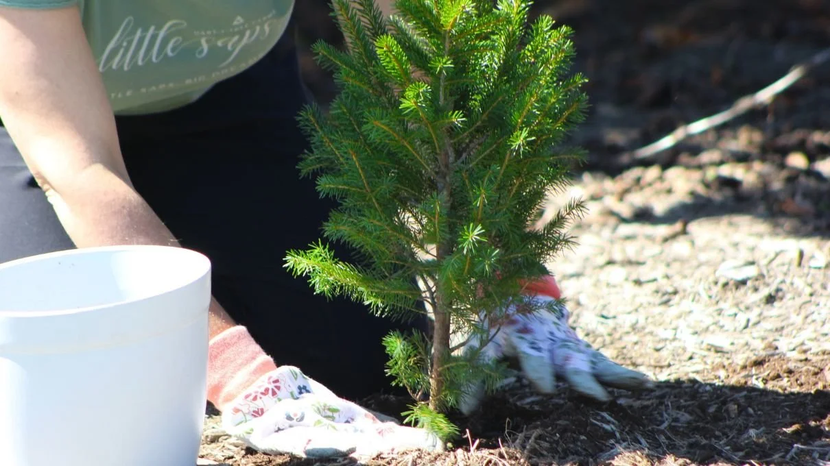 Someone planting a meaningful Little Saps gift tree in their yard.