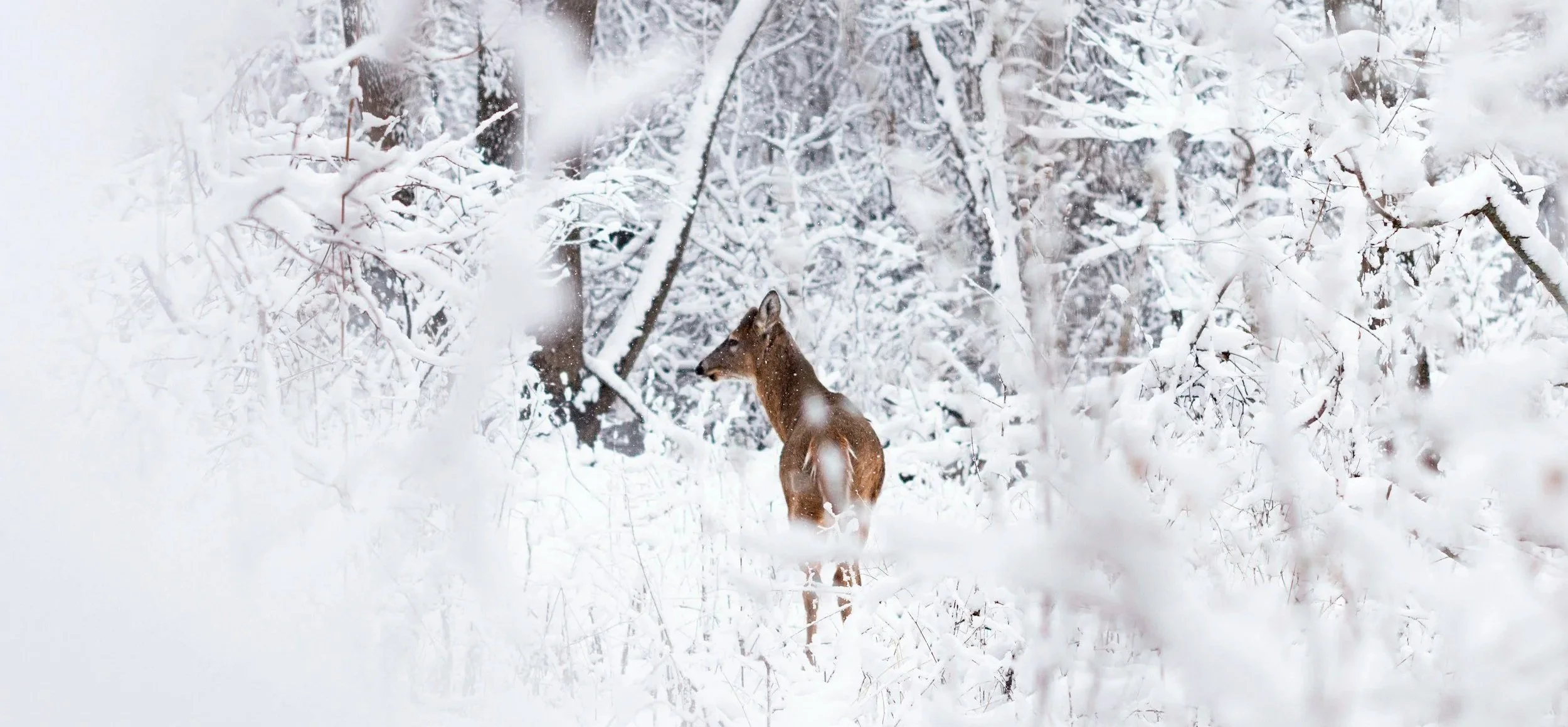 A deer in the winter woods