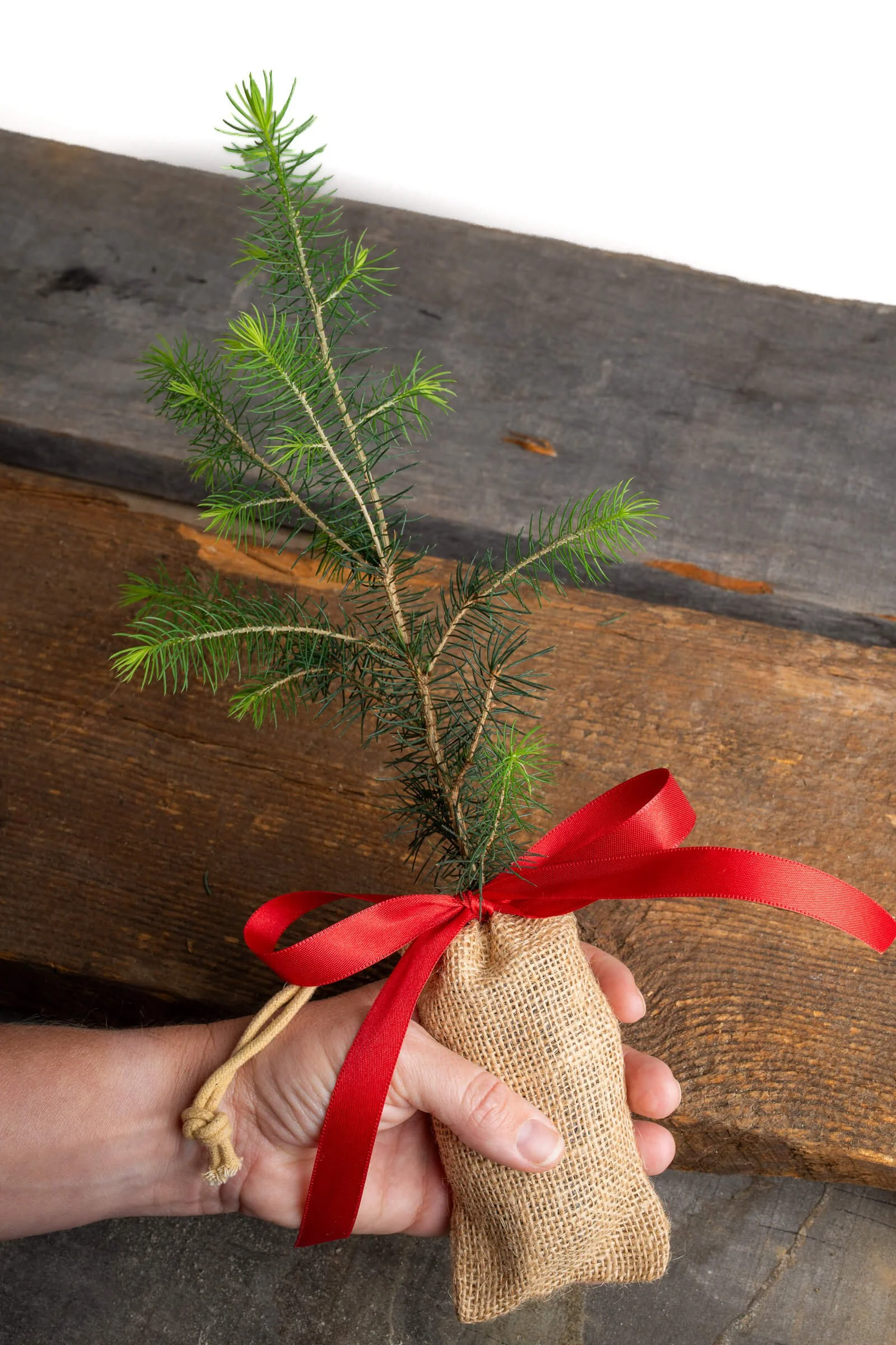 real-mini-christmas-tree-small-holiday-gift-tree-in-burlap-bag.jpeg (Copy)