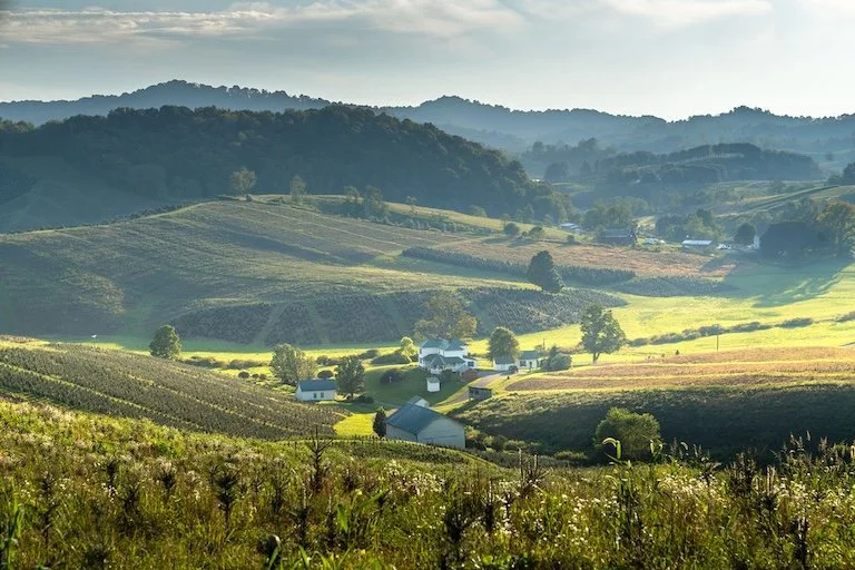 Christmas tree farm where Little Saps gift trees grow