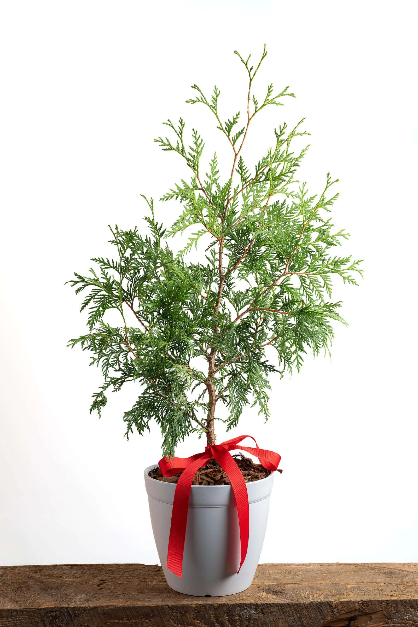 outdoor potted christmas tree-little-saps-medium-holiday-gift-tree.jpeg