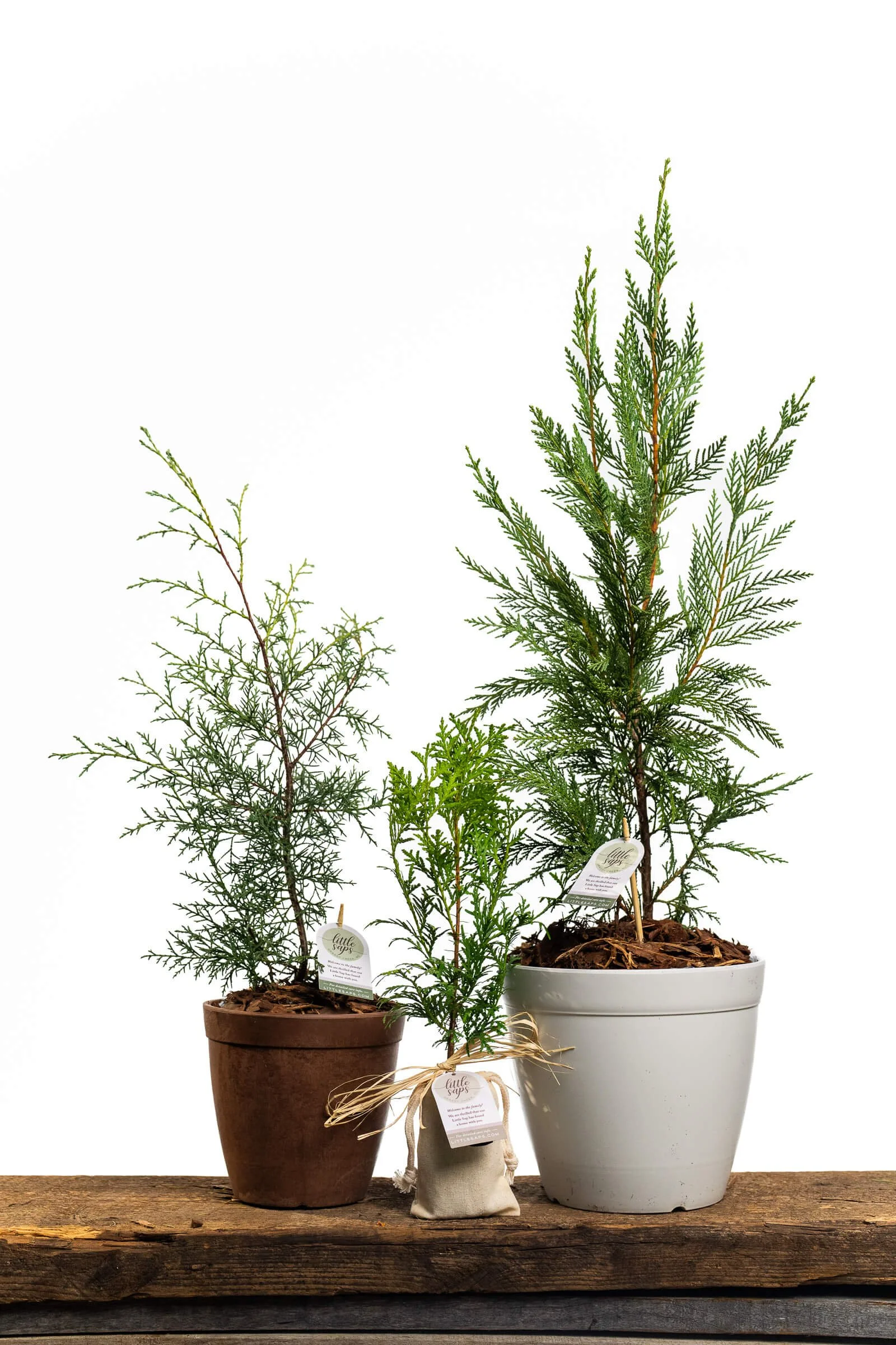 An assortment of Little Saps gift trees - small, medium and large