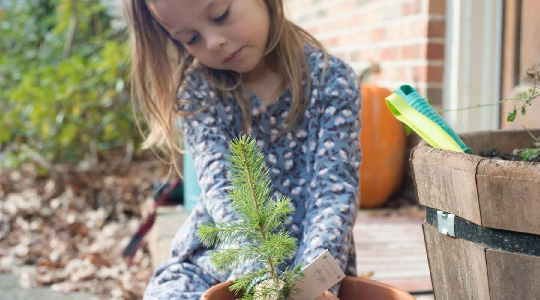 Girl planting her Little Saps gift tree in a pot