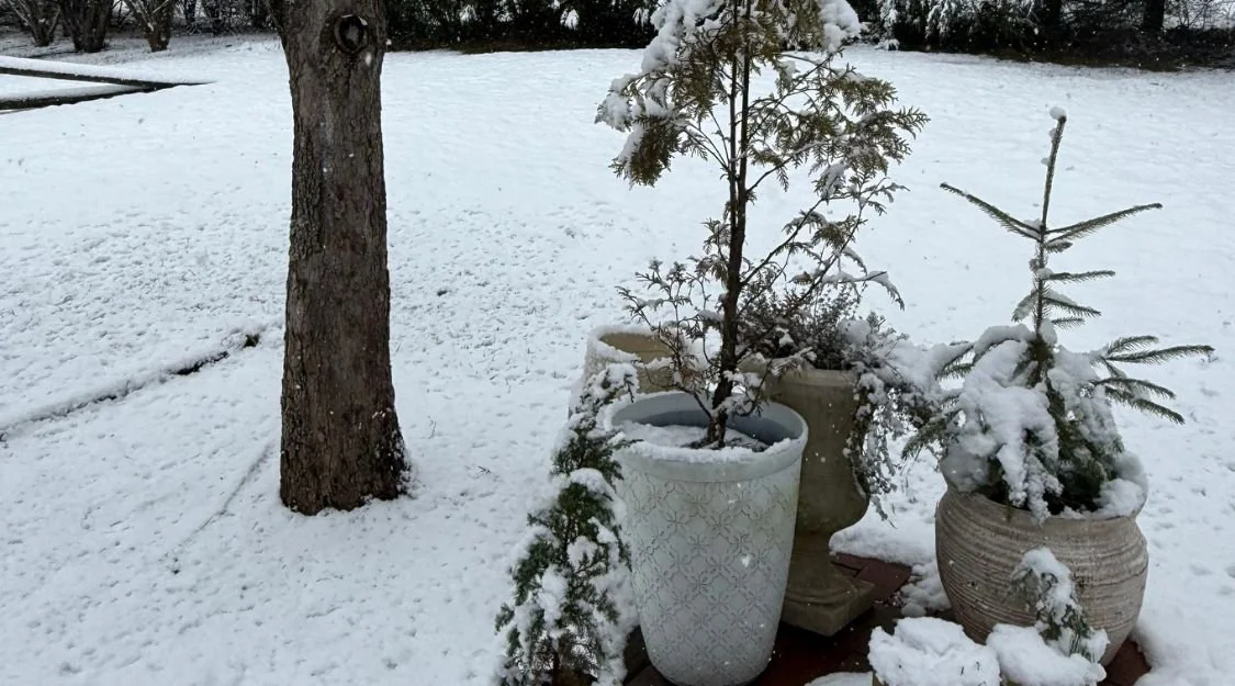 Potted evergreen trees in a winter landscape