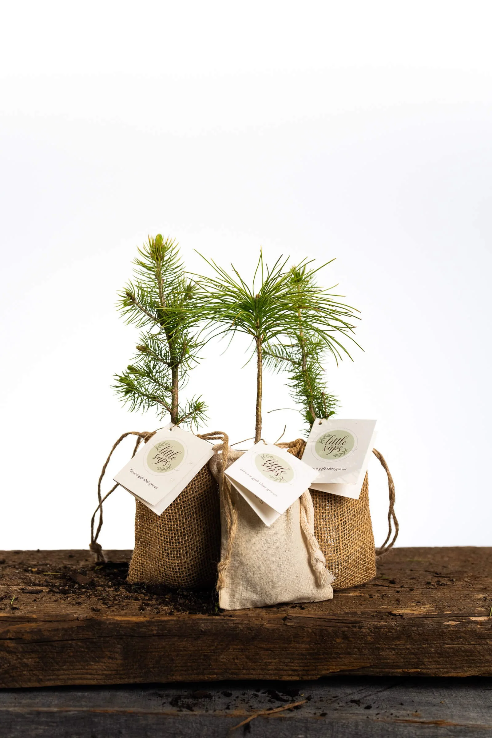 An assortment of Little Saps tree seedling event favors