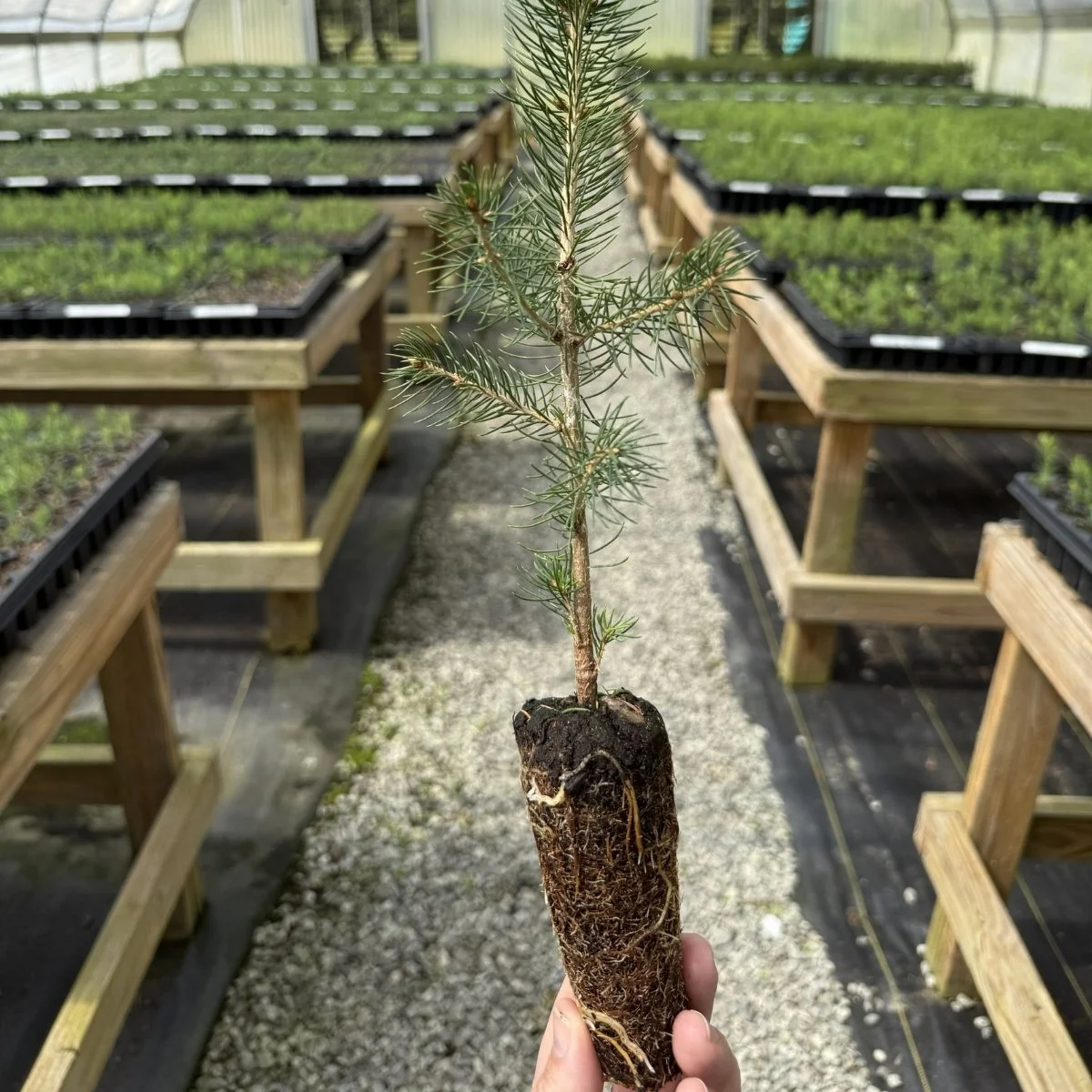 A hand gently holding a young sapling, a healthy mind body and spirit symbol rooted in growth, renewal, and spirit, mind body and soul.