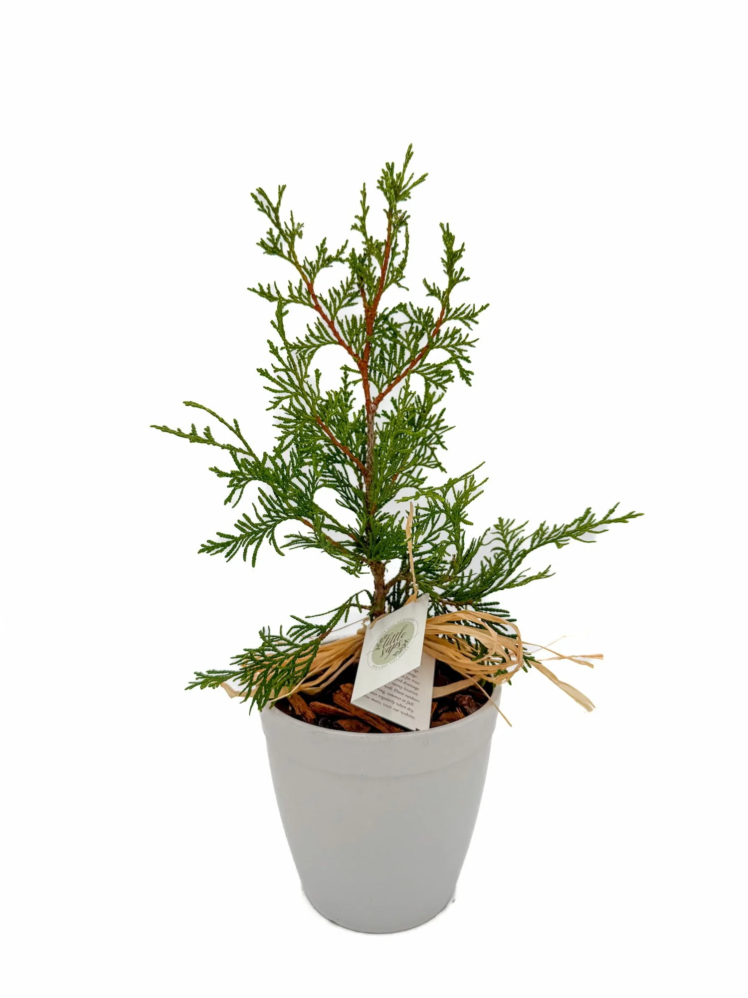 shop-online_medium-sapling-white-pot_gift-tree-any-occasion.jpeg