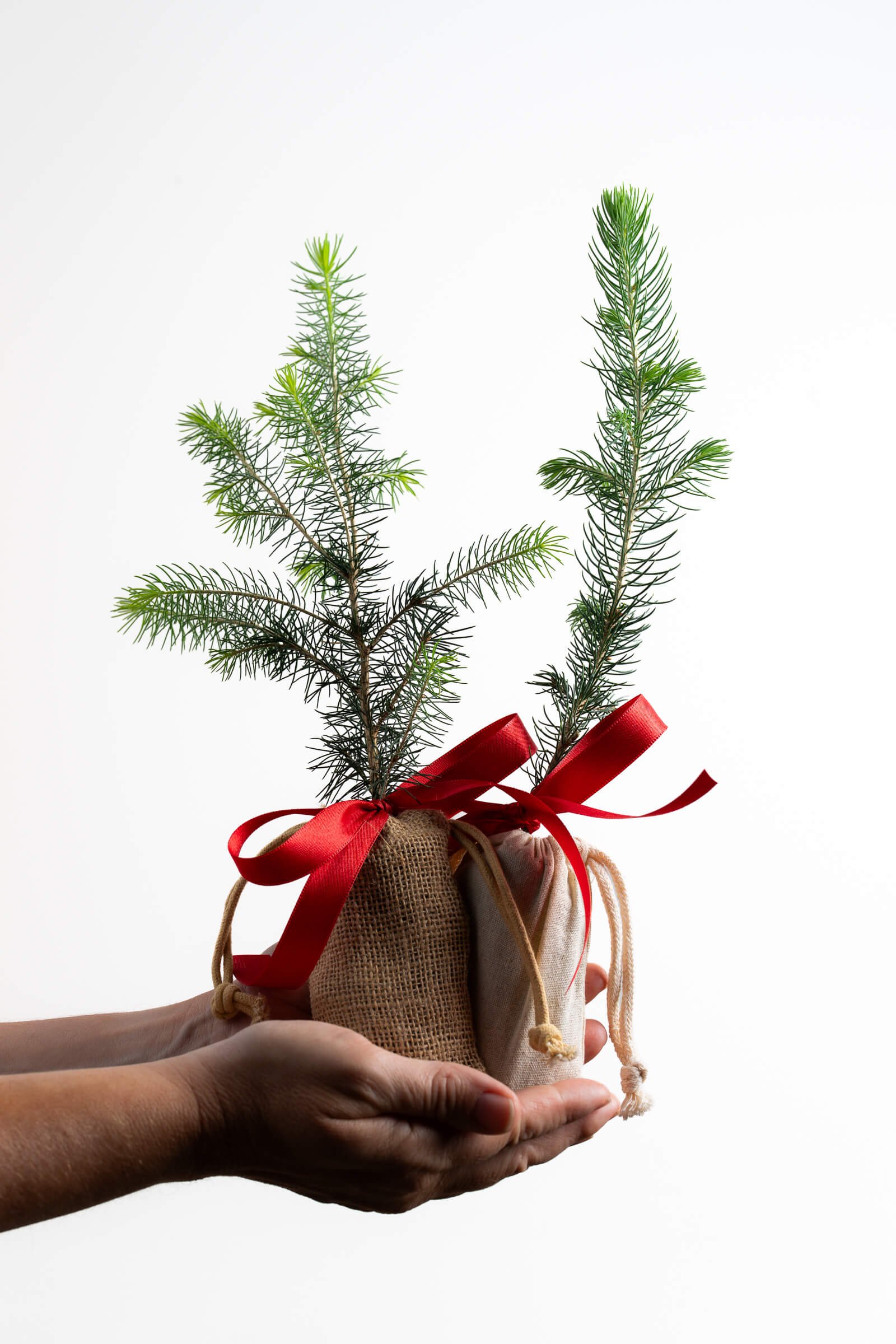 Medium Holiday Sapling