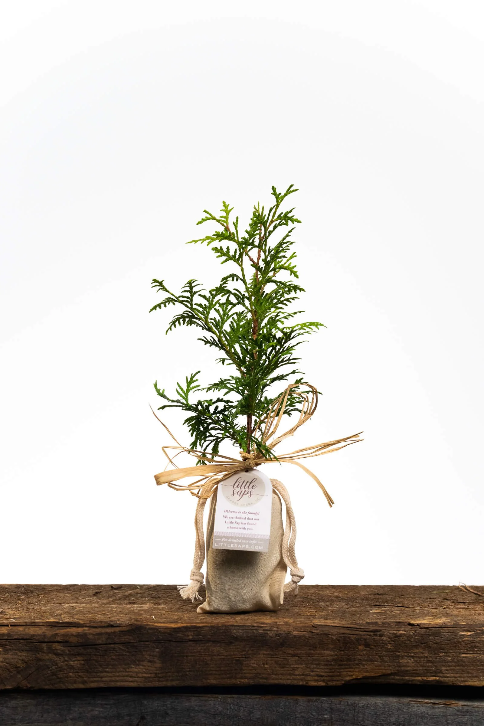 Small Sapling in Linen Bag