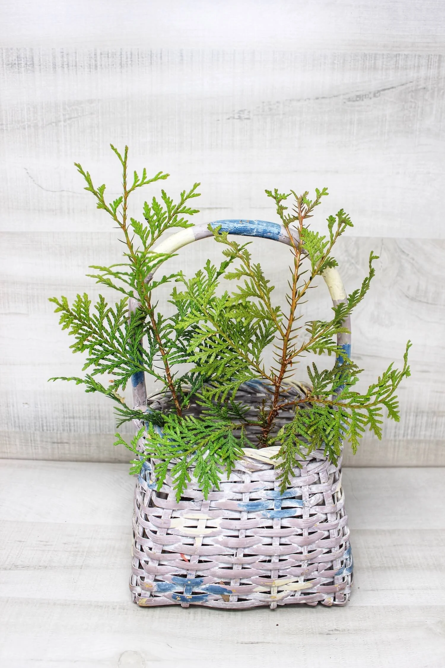 American Arborvitae gift tree in a wicker basket