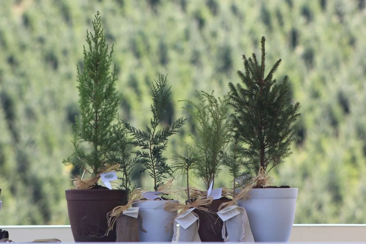 Group of small evergreen saplings for housewarming gifts