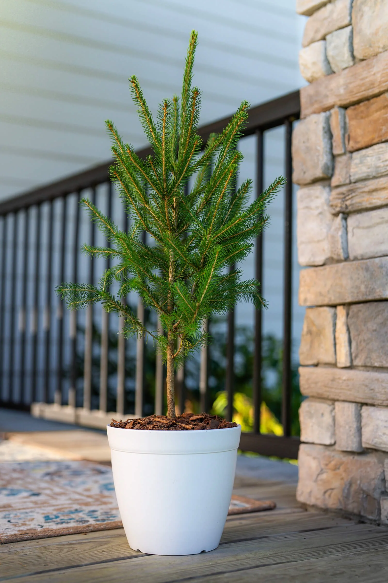 outdoor-christmas-tree-for-porch-little-saps-large-holiday-sapling.jpeg