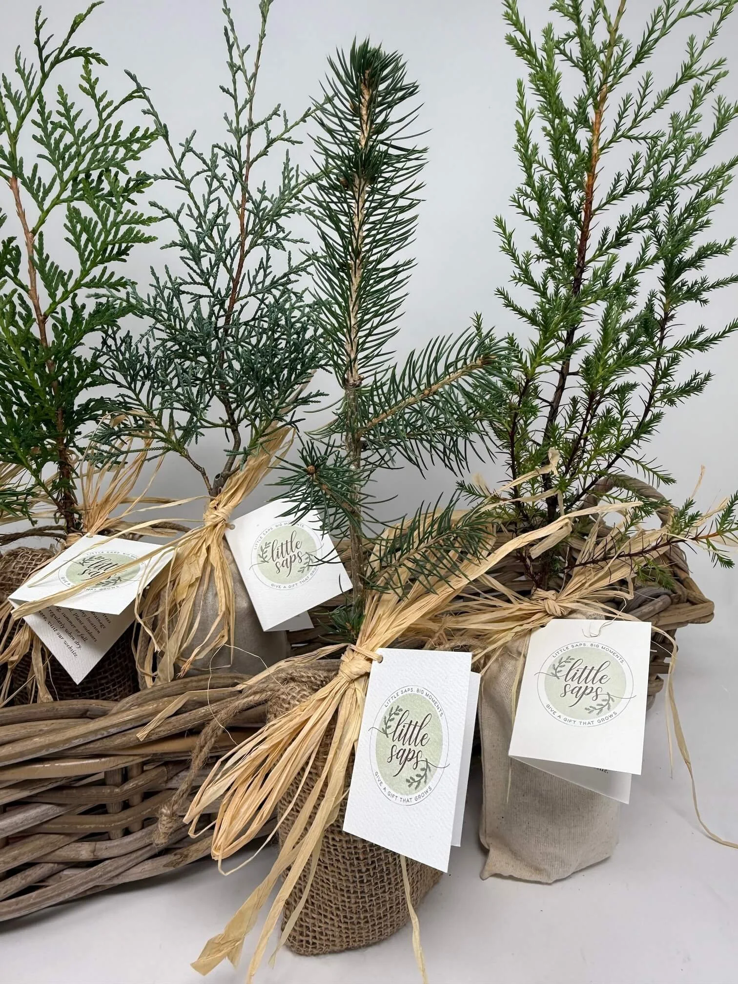 Small potted evergreen branches tied with raffia, placed inside a rustic wooden box on a dark wooden surface.