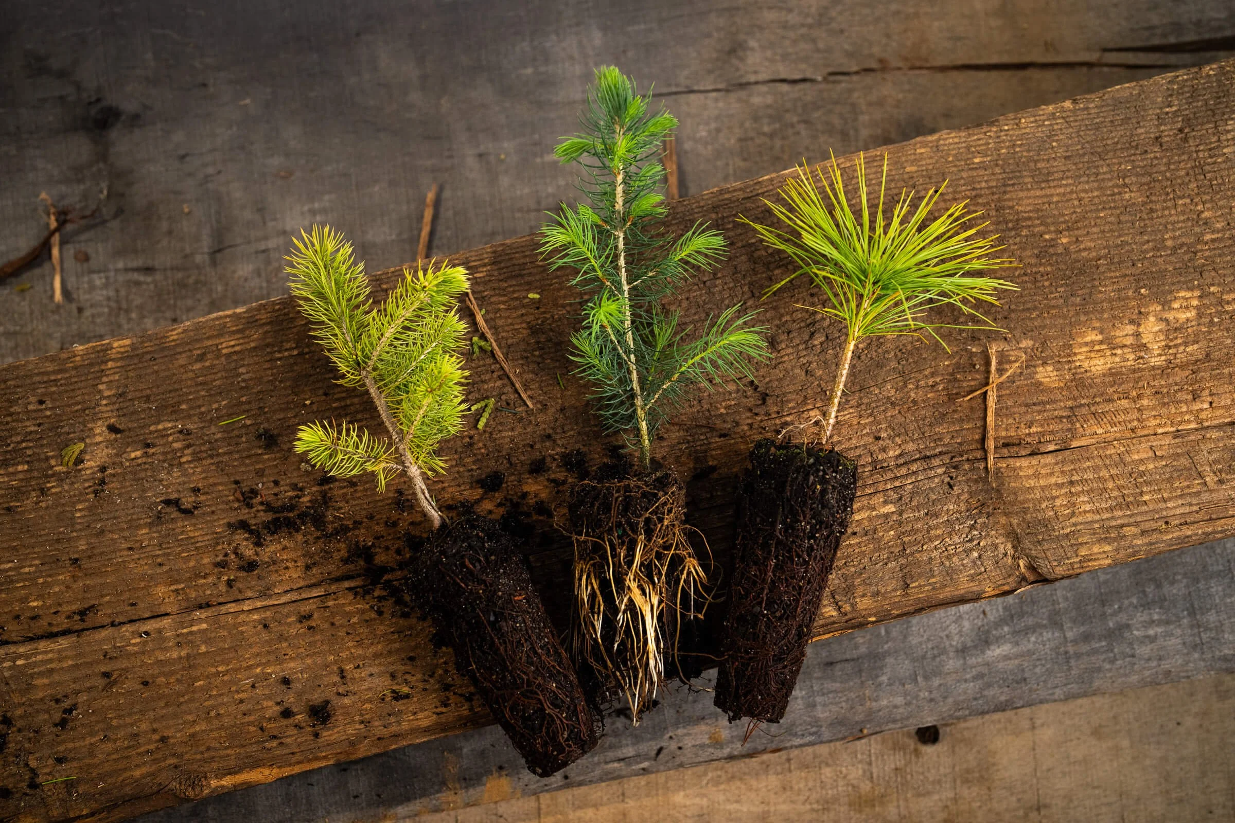 shop-event-favors_bulk-tree-seedlings_assortment.jpg