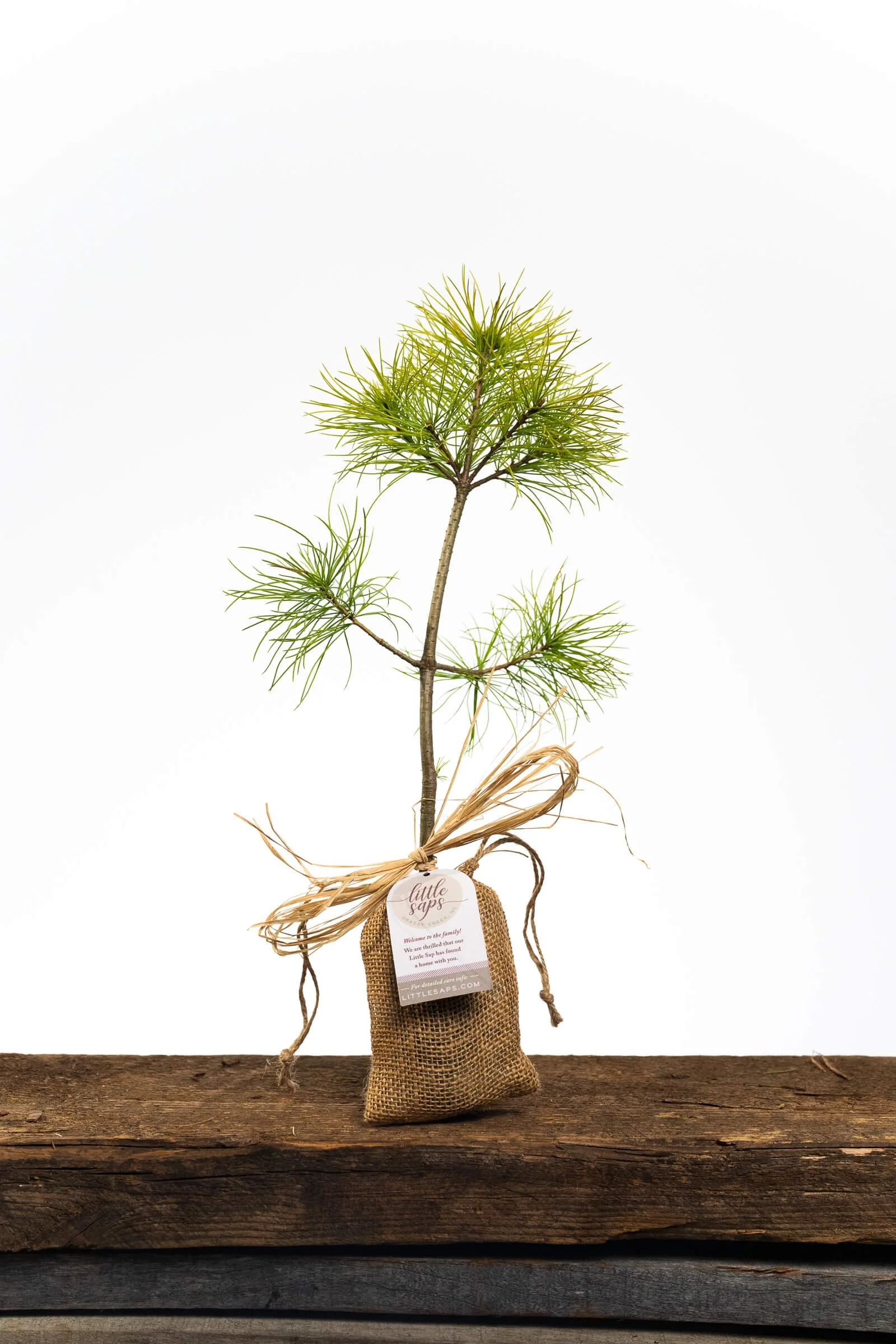 Small living evergreen white pine teacher appreciation gift tree in a rustic burlap bag