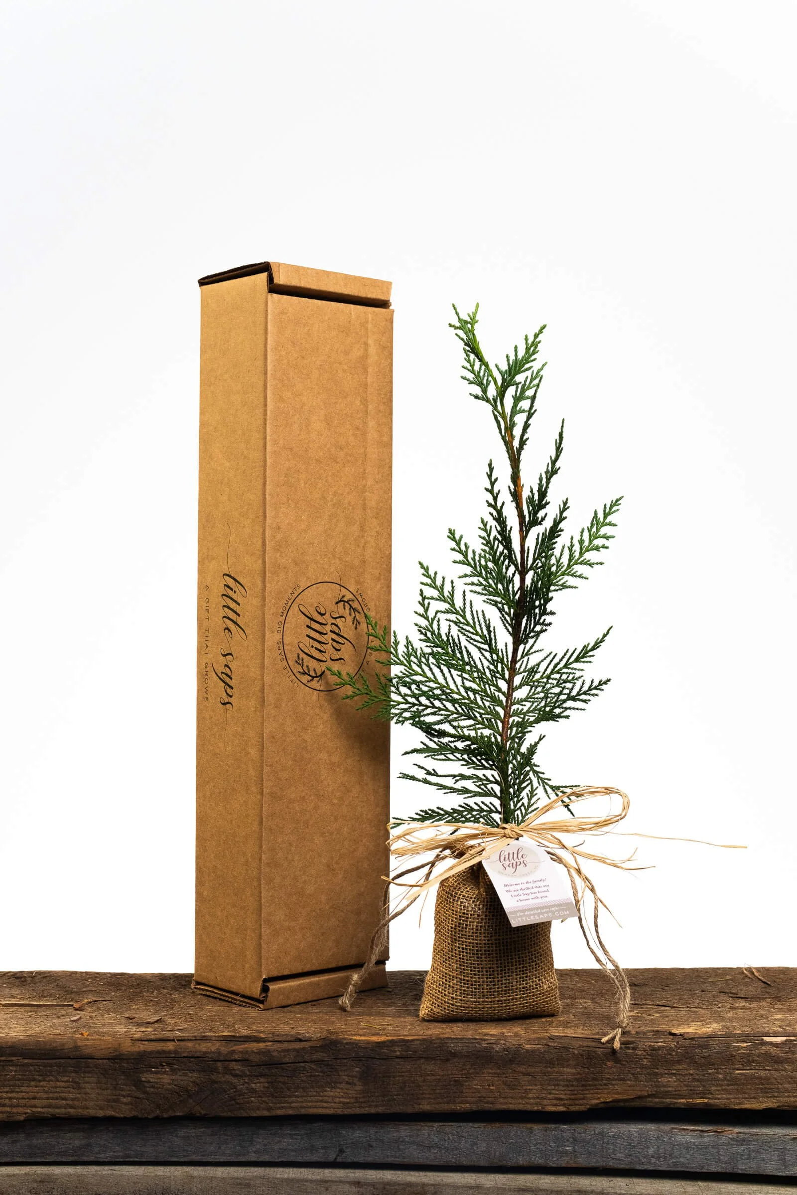 small-sapling-in-burlap-bag-with-shipping-box.jpg