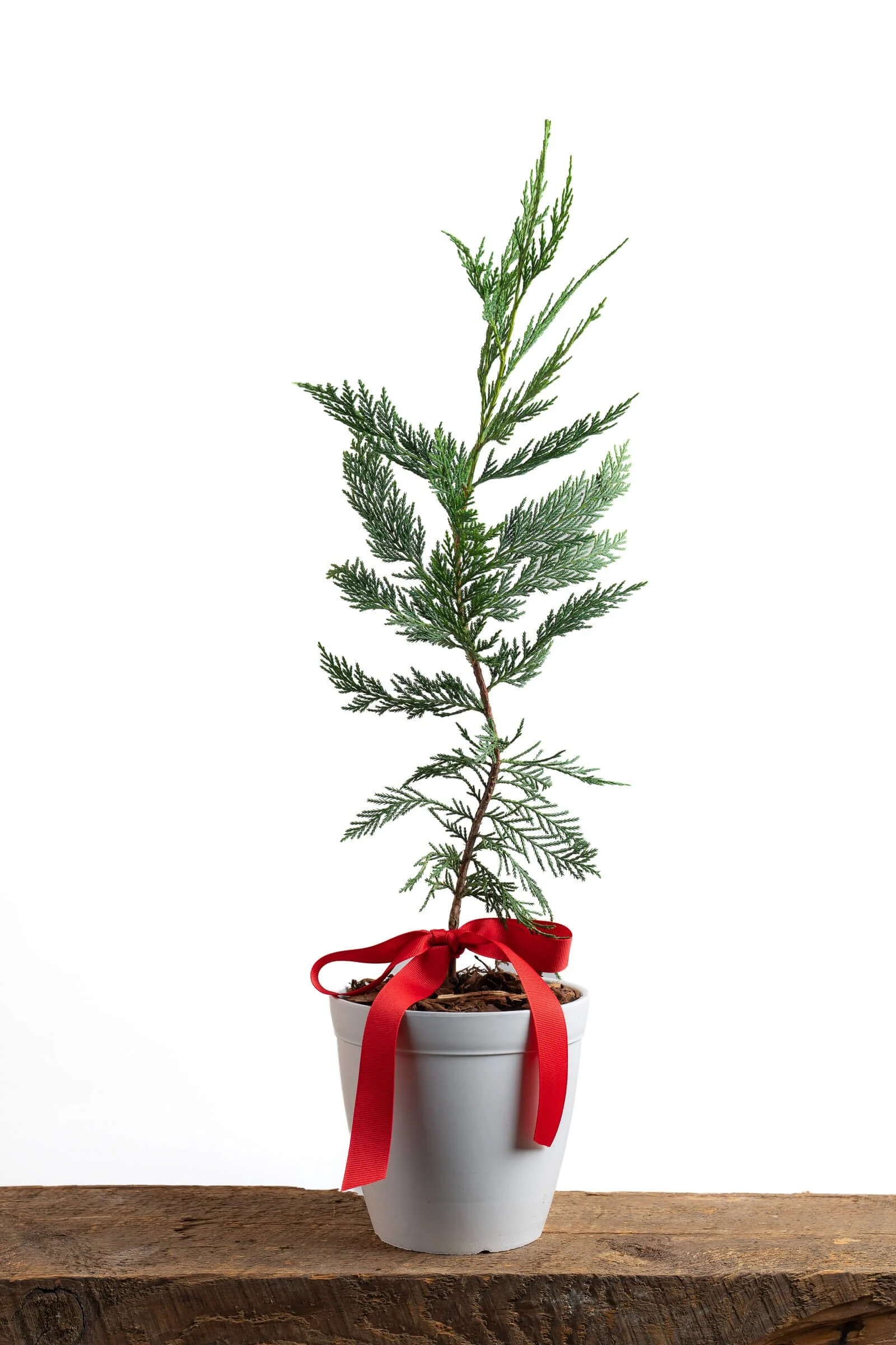 outdoor potted christmas tree-medium-little-saps-holiday-tree.jpeg