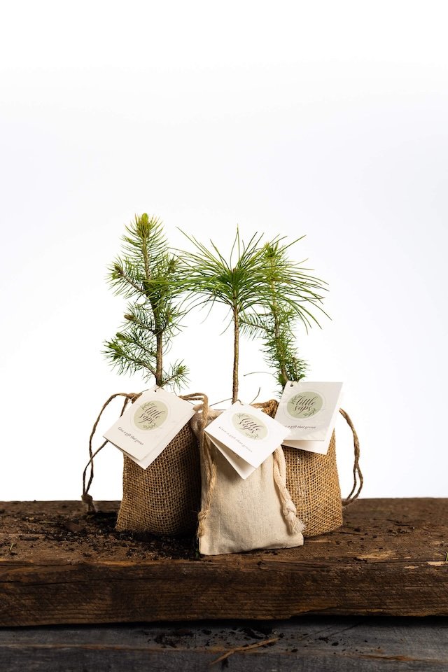 An assortment of Little Saps tree seedling event favors