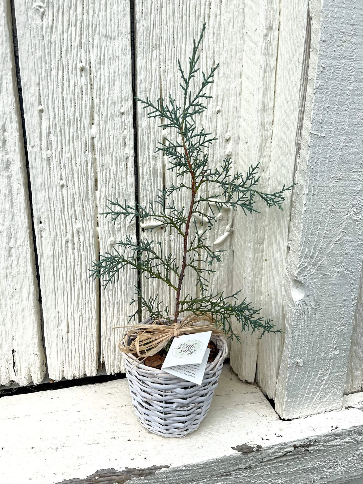 Arizona Cypress gift tree inside an antique metal box