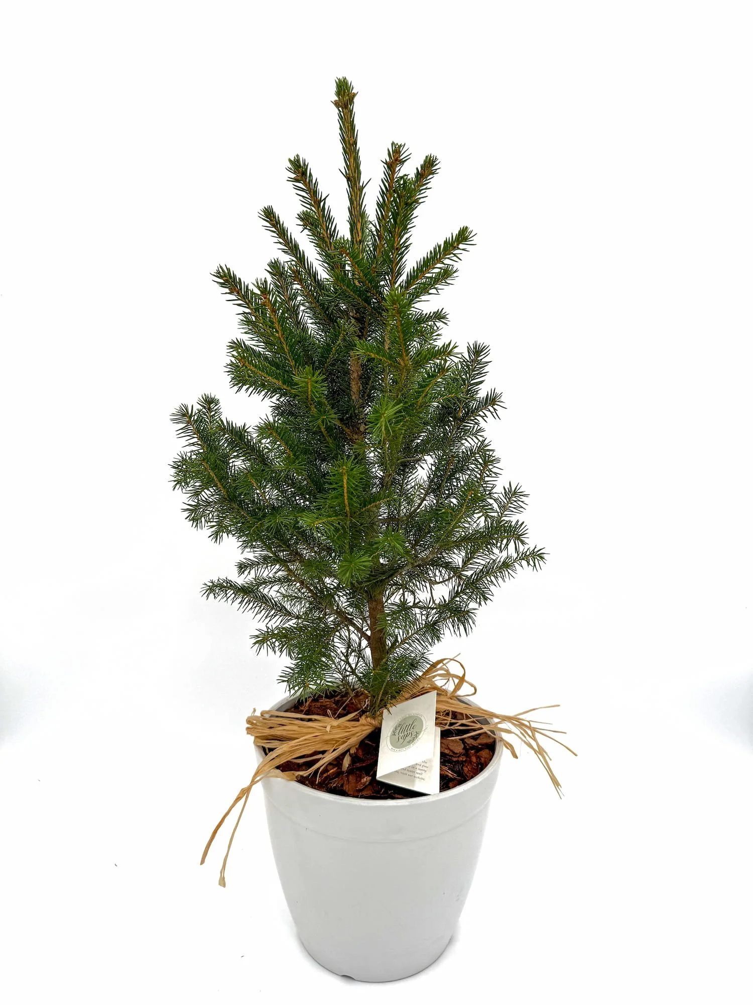 Large Sapling in White Pot