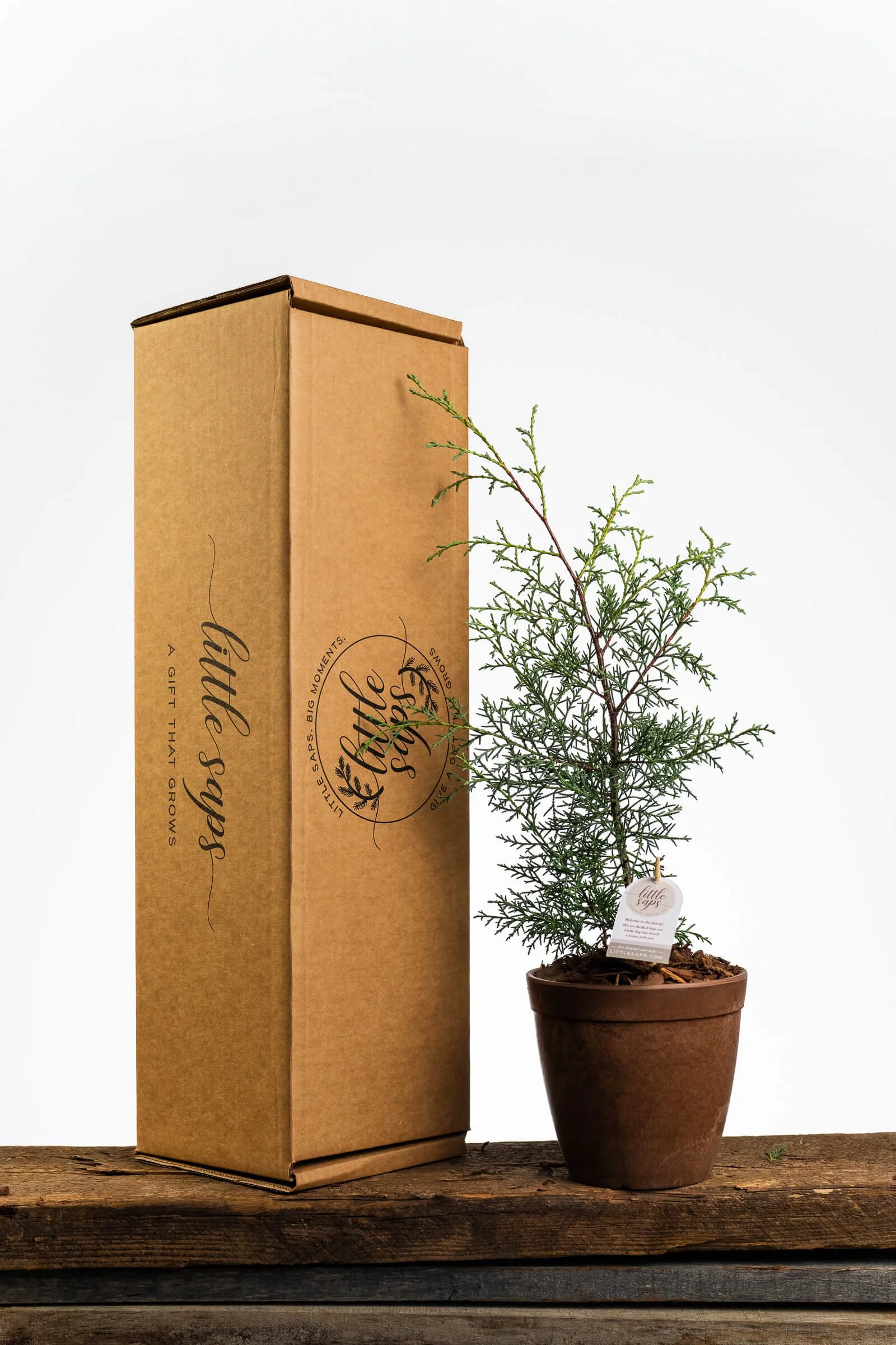 medium-little-saps-gift-tree-terracotta-pot-with-shipping-box.jpg
