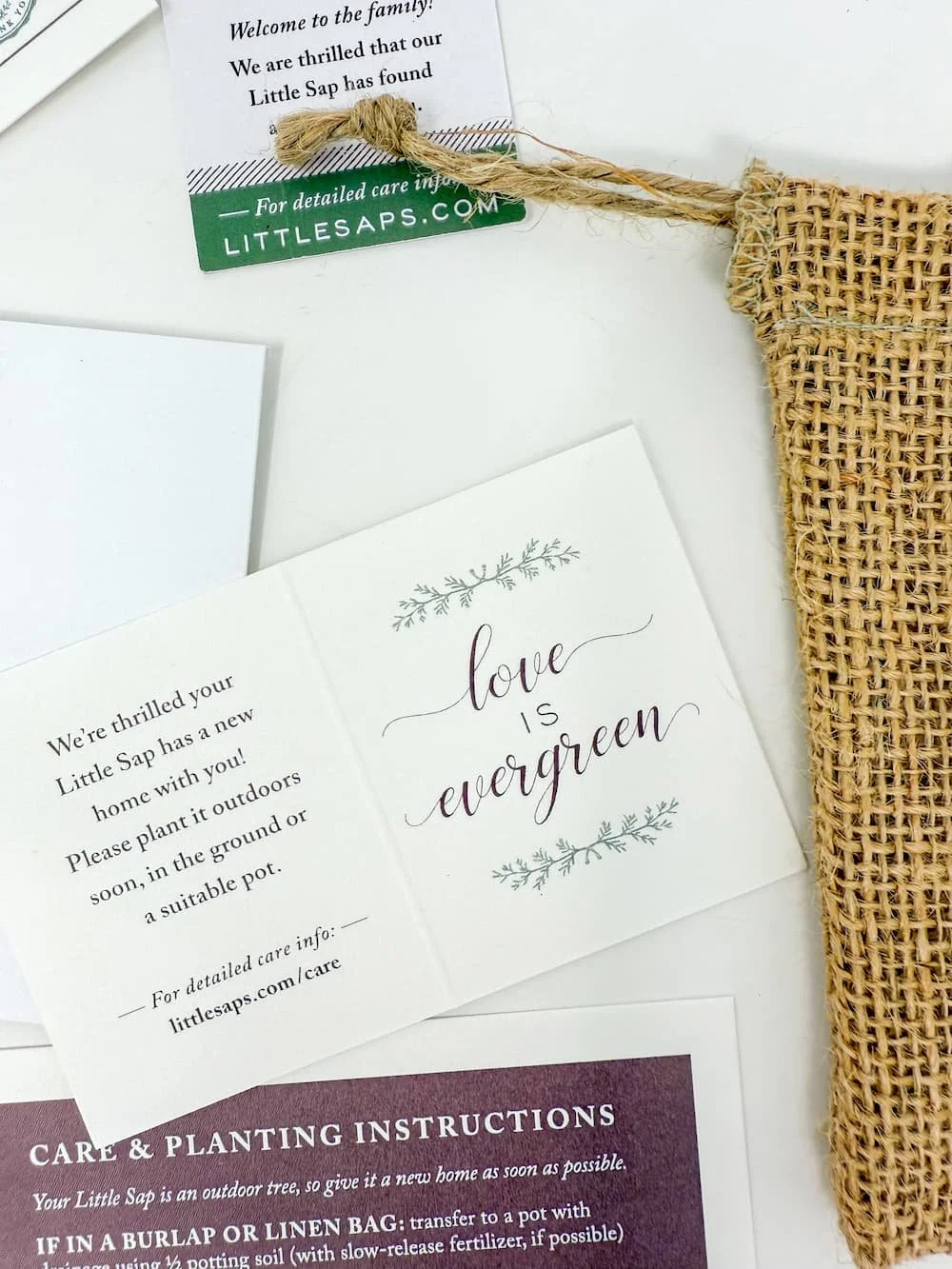Little Saps gift tree tag Love is Evergreen