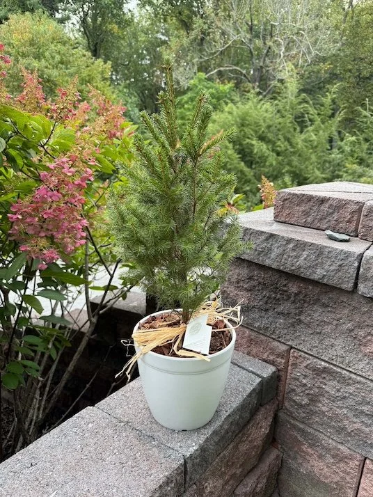 Small potted evergreen tree on a brick wall, with pink flowering bush and green trees in the background.