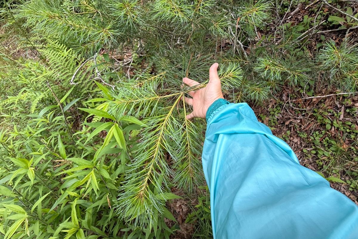 Close-up of new growth on an Eastern White Pine showing bright green needles and fresh yellow stems.