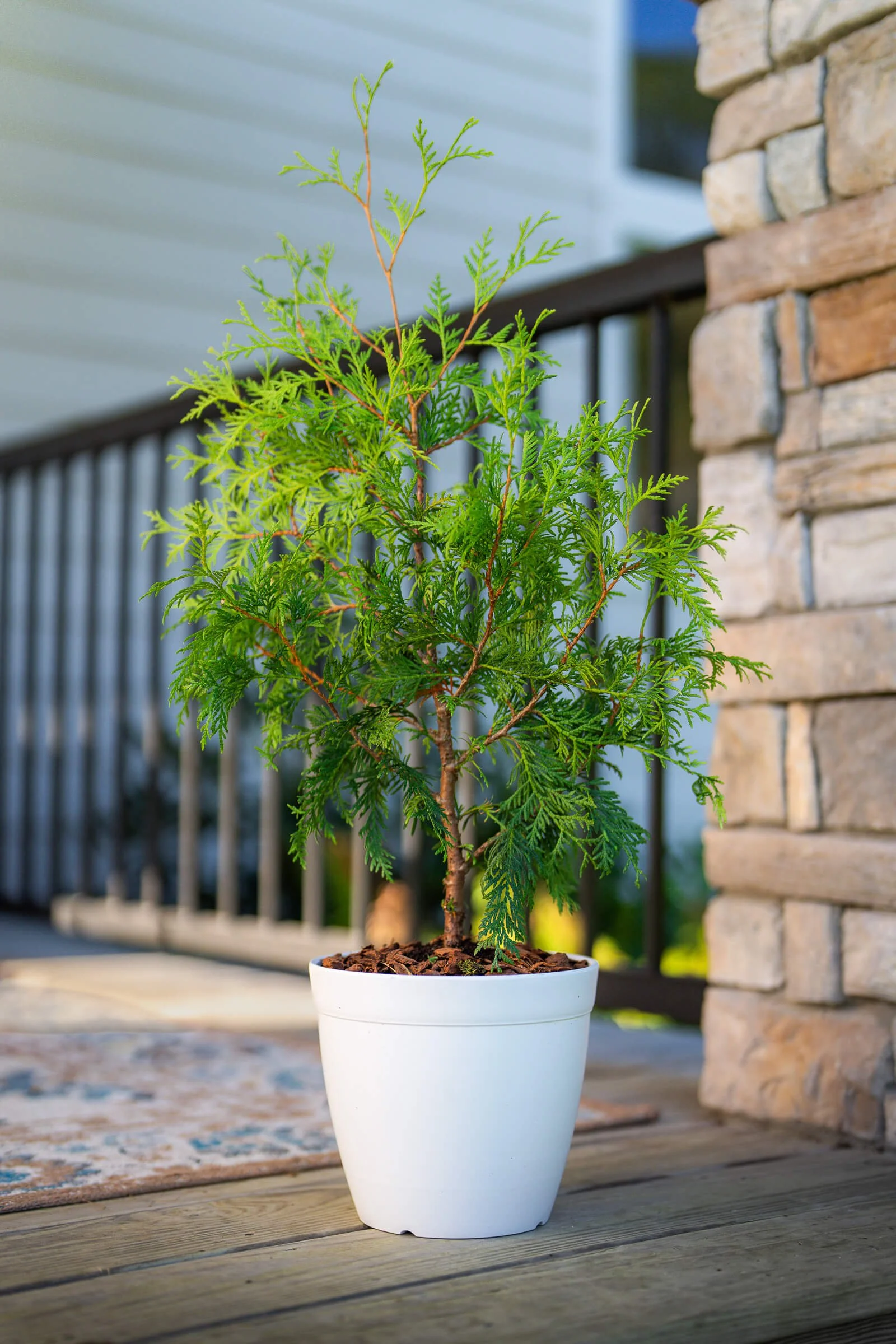 christmas-porch-tree-little-saps-large-holiday-sapling.jpeg