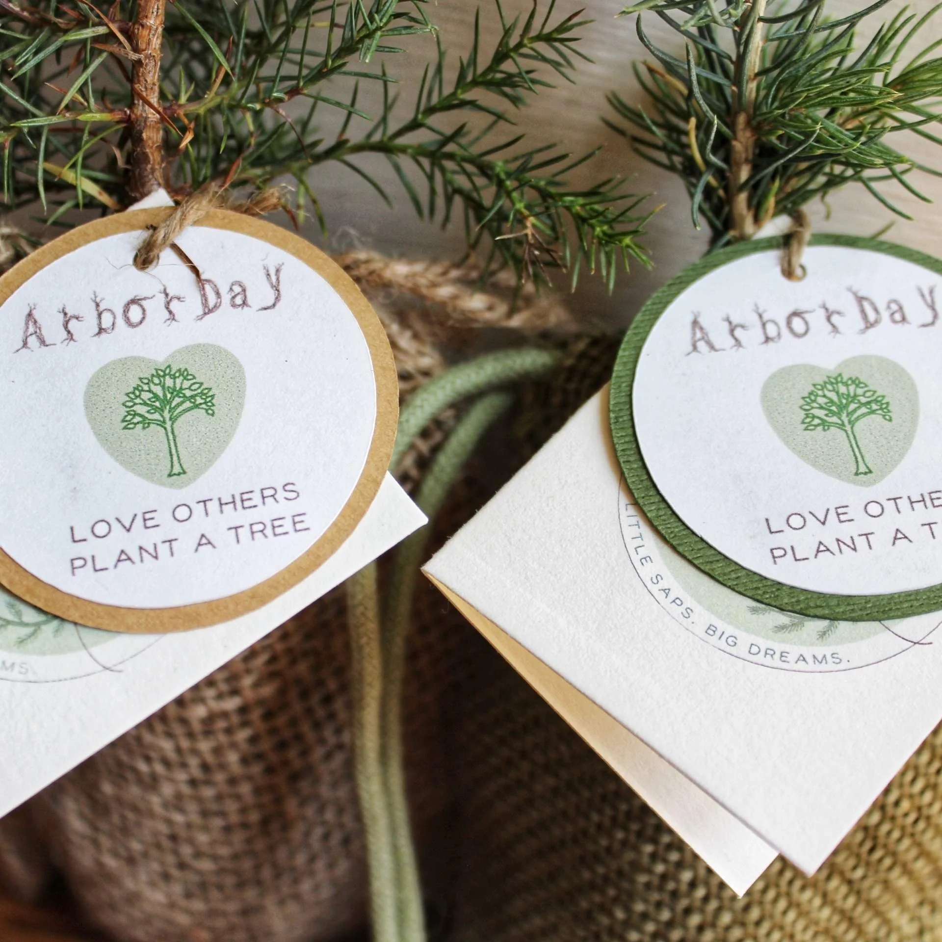 Young tree saplings prepared for Arbor Day planting activities and environmental education