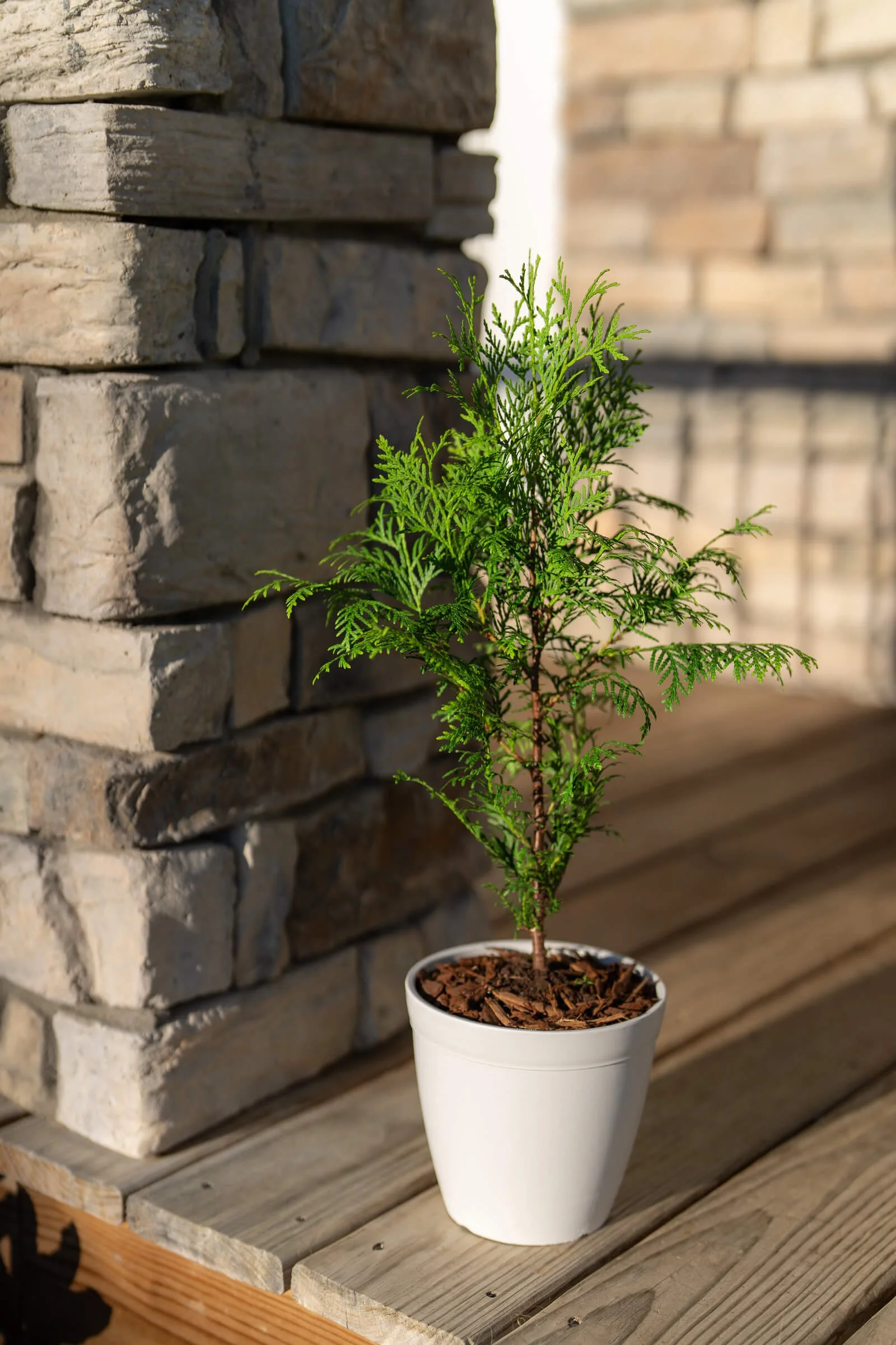 outdoor potted christmas tree-little-saps-medium-holiday-gift-tree-on-the-porch.jpeg