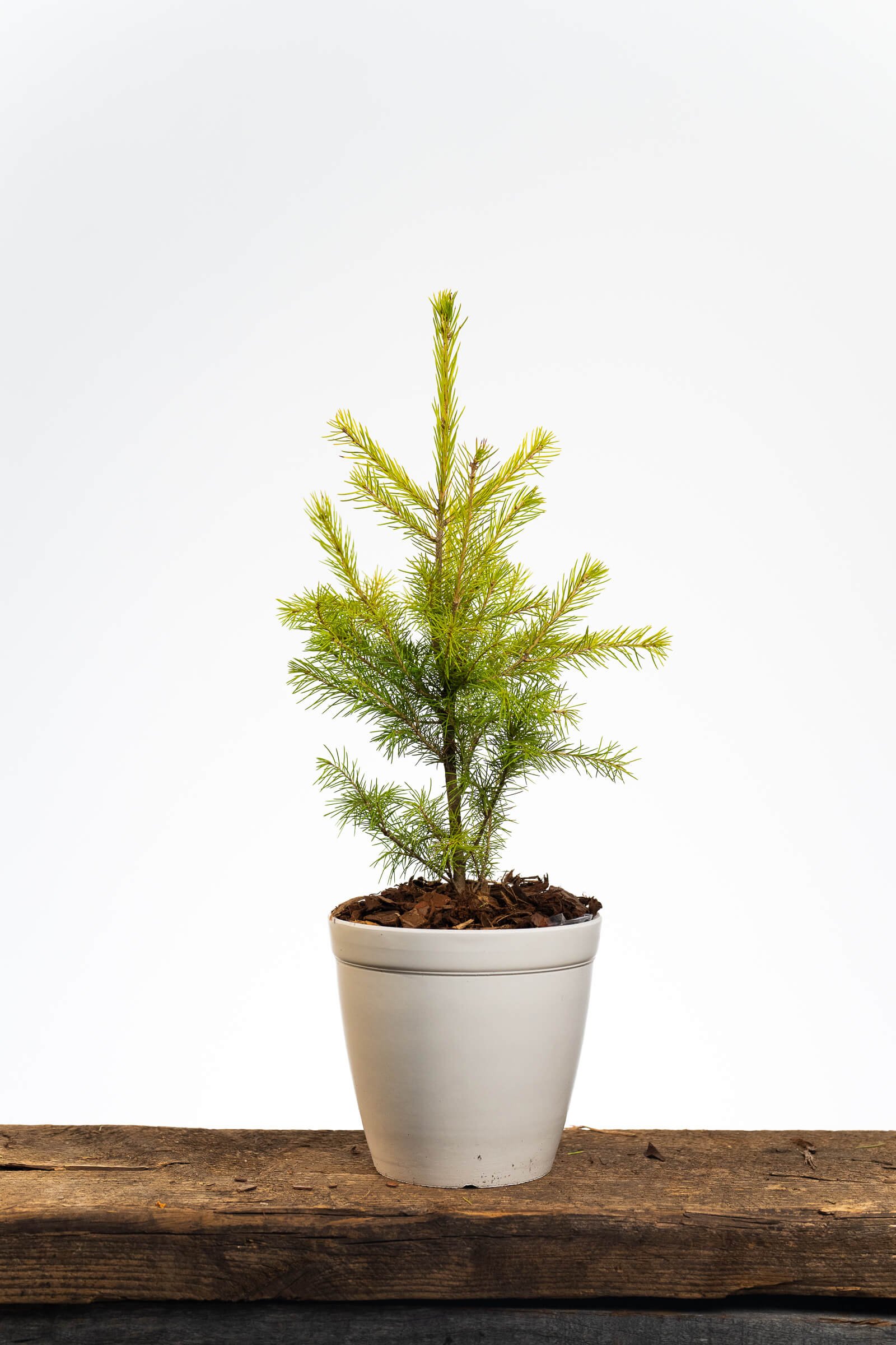 Medium Tree Sapling Sympathy Gift