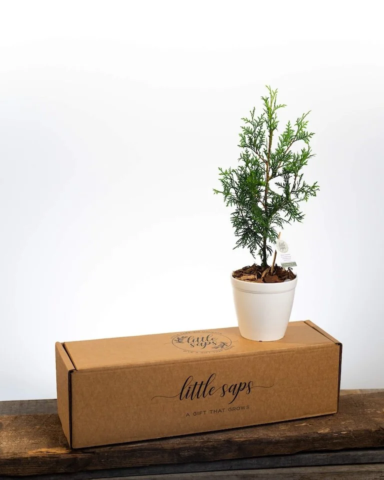 Little Saps gift tree on top of shipping box for corporate gifting