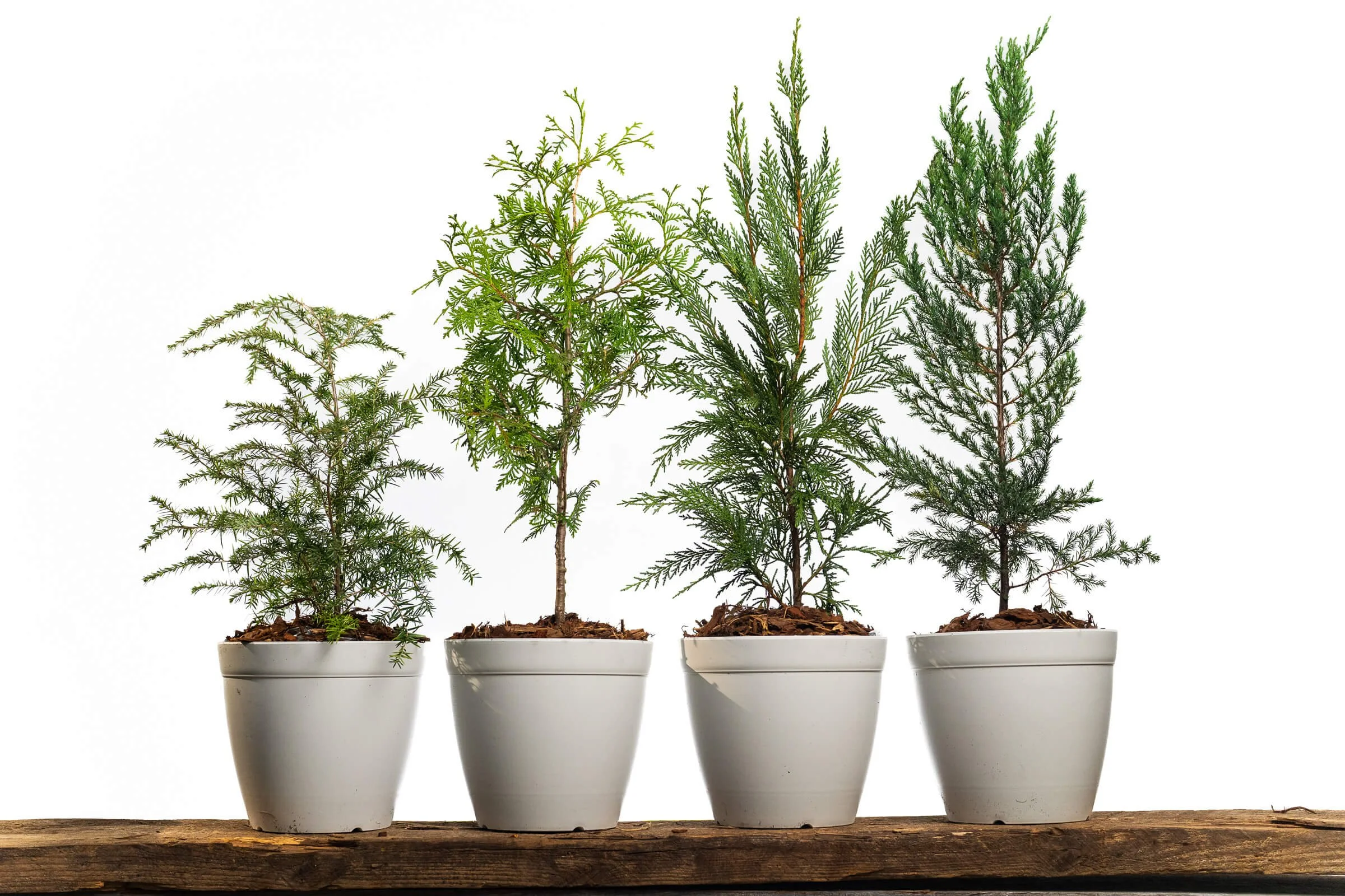 A variety of Little Saps gift trees in white pots.