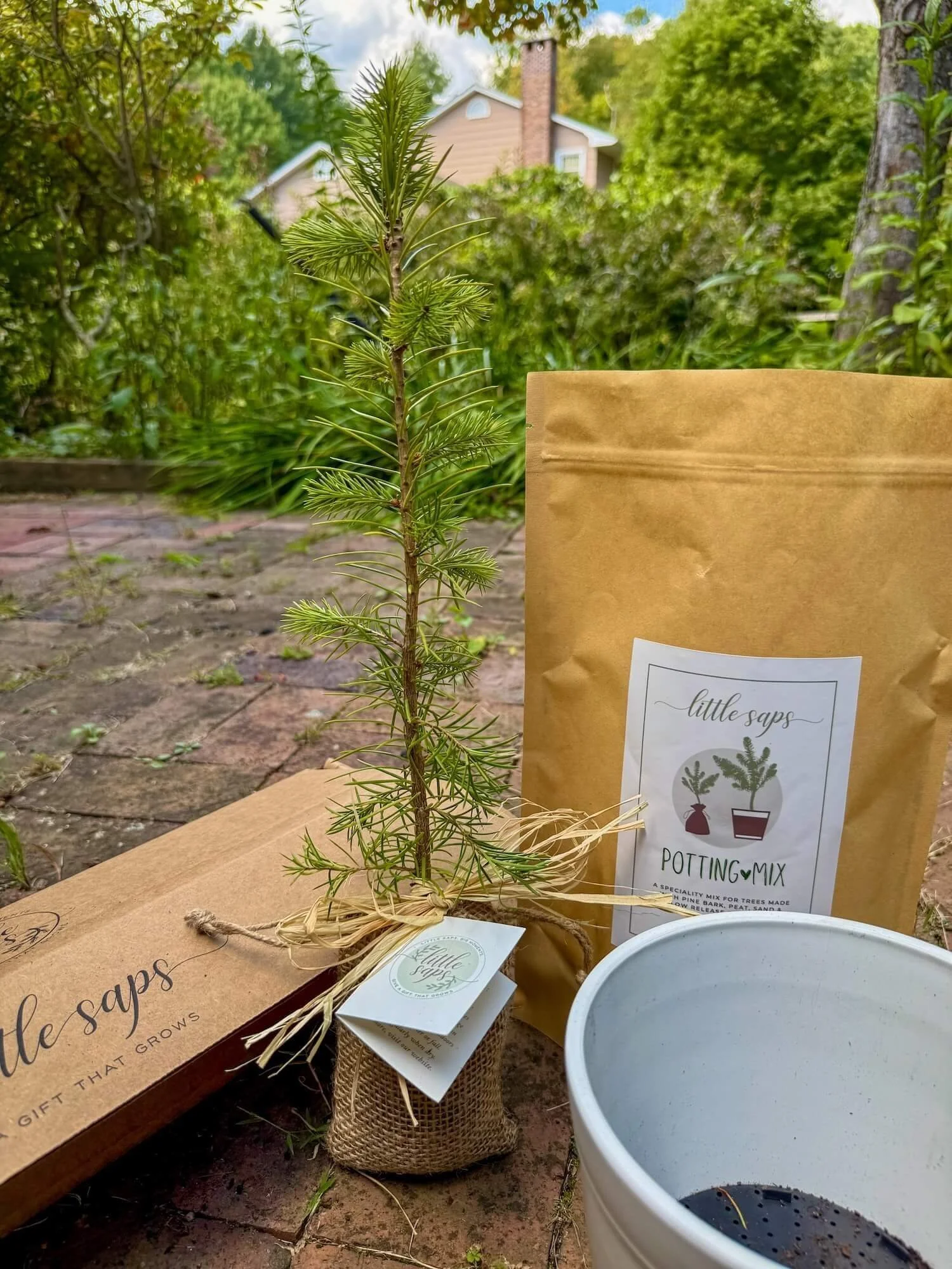 Small Memory Tree Sapling Planting Kit