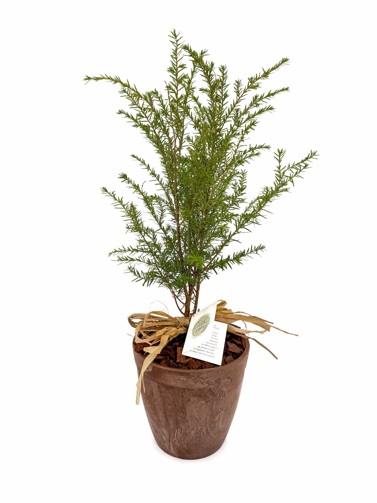 Medium Sapling in Terracotta Pot
