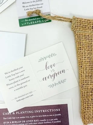 Little Saps gift tree tag Love is Evergreen
