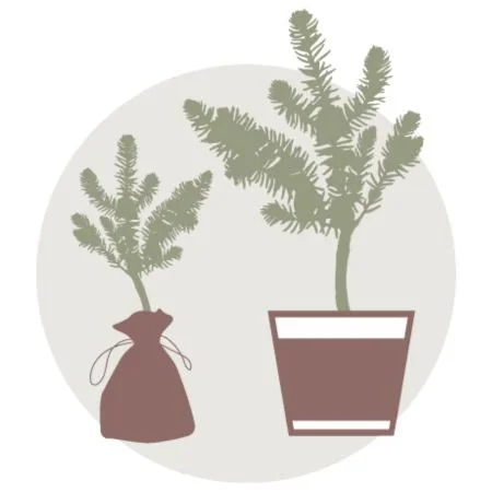 Selecting a Little Saps gift tree for a meaningful occasion.