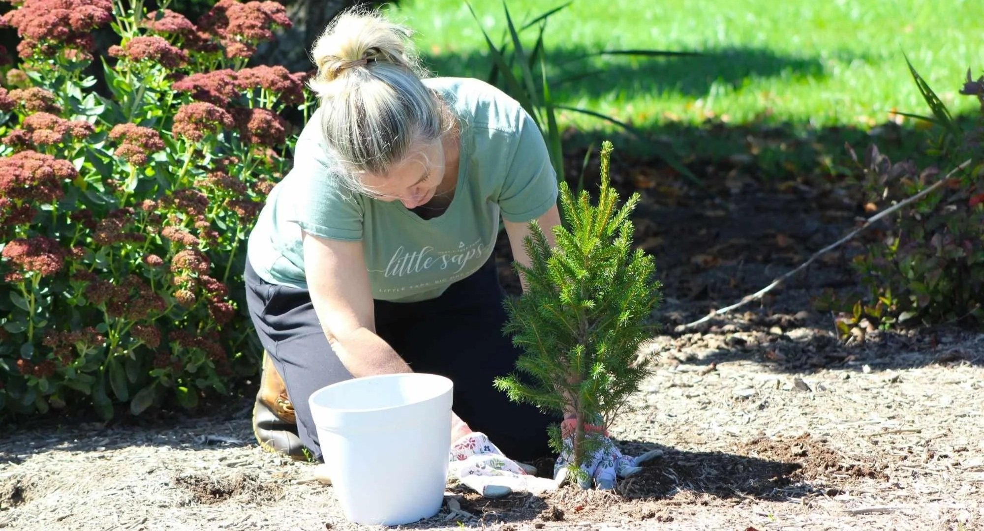 Planting a young little saps tree as part of Arbor Day activities that encourage caring for trees and the environment